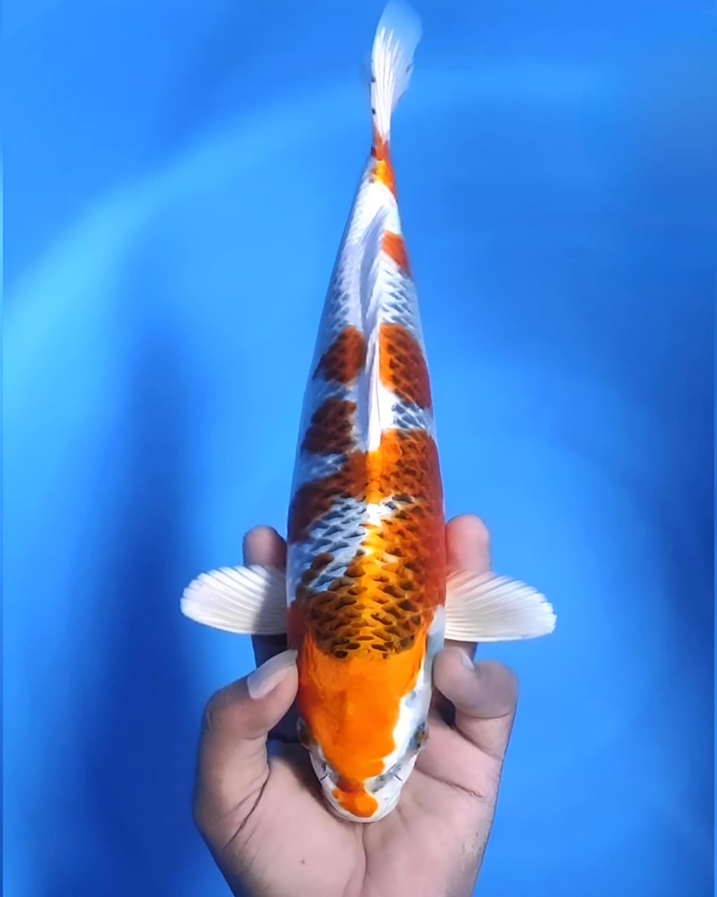 Lelang Koi Online, Jual Beli Ikan Koi, Pusat Jual Beli Koi, Info Lelang Koi Hari Ini, Platform Jual Beli Koi, Jual Beli Ikan Koi Online, Marketplace Ikan Koi, Jual Koi Terbaik, Tempat Beli Koi Berkualitas, Pasar Ikan Koi Online Terpercaya, Penjual Ikan Koi Terpercaya, Beli Koi Hias Online, Ikan Koi untuk Dijual, Koi Kualitas Terbaik, Toko Online Ikan Koi, Koi Hias Untuk Dijual, Jual Beli Ikan Koi Lokal, Koi Indonesia Online, Pusat Jual Beli Koi Terbesar