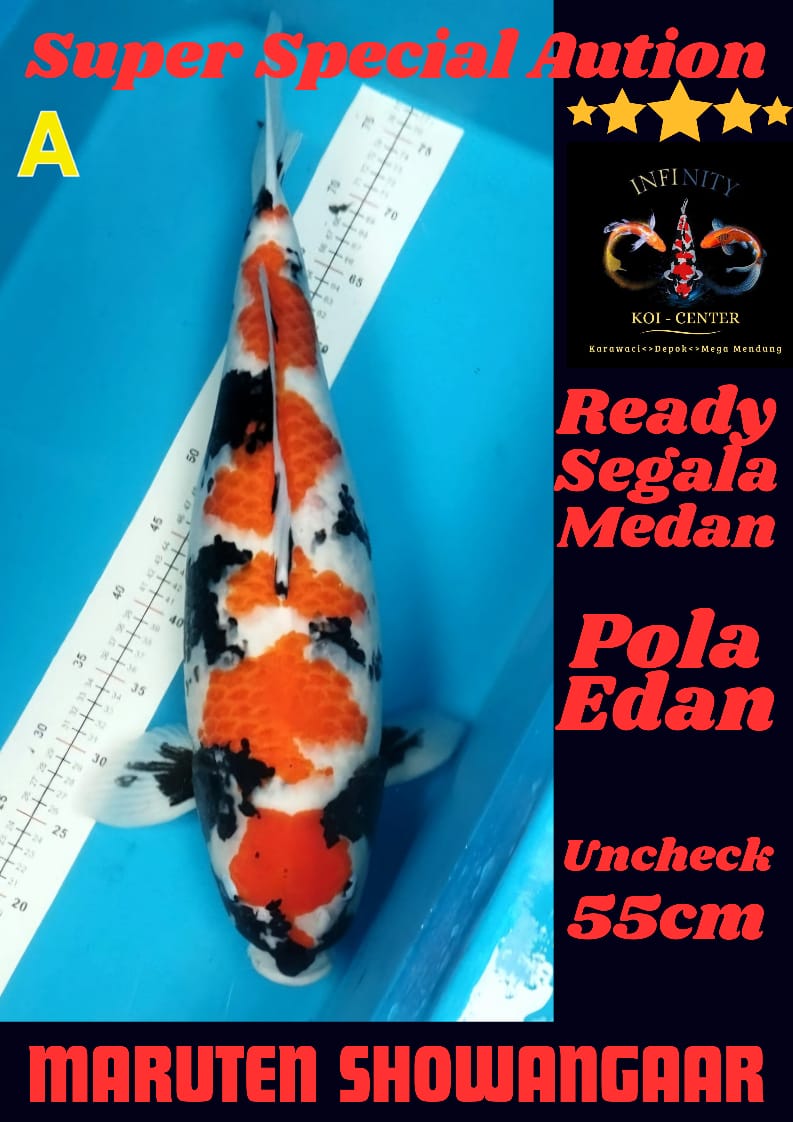 Lelang Koi Online, Jual Beli Ikan Koi, Pusat Jual Beli Koi, Info Lelang Koi Hari Ini, Platform Jual Beli Koi, Jual Beli Ikan Koi Online, Marketplace Ikan Koi, Jual Koi Terbaik, Tempat Beli Koi Berkualitas, Pasar Ikan Koi Online Terpercaya, Penjual Ikan Koi Terpercaya, Beli Koi Hias Online, Ikan Koi untuk Dijual, Koi Kualitas Terbaik, Toko Online Ikan Koi, Koi Hias Untuk Dijual, Jual Beli Ikan Koi Lokal, Koi Indonesia Online, Pusat Jual Beli Koi Terbesar