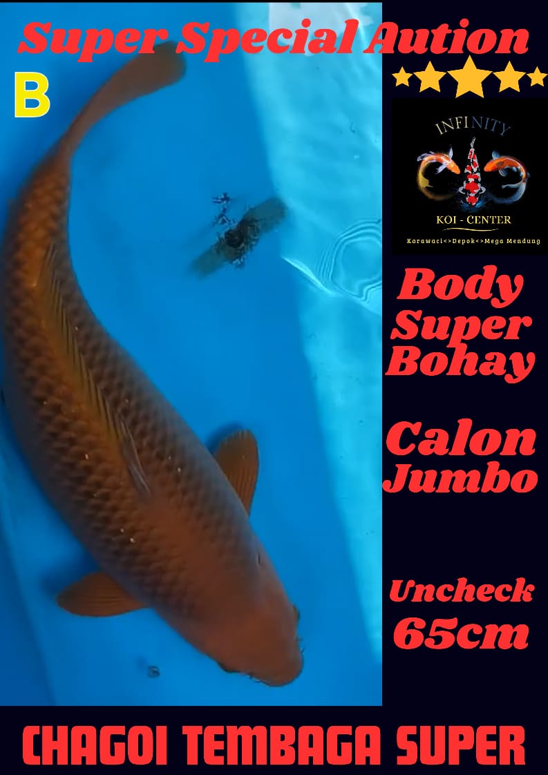 Lelang Koi Online, Jual Beli Ikan Koi, Pusat Jual Beli Koi, Info Lelang Koi Hari Ini, Platform Jual Beli Koi, Jual Beli Ikan Koi Online, Marketplace Ikan Koi, Jual Koi Terbaik, Tempat Beli Koi Berkualitas, Pasar Ikan Koi Online Terpercaya, Penjual Ikan Koi Terpercaya, Beli Koi Hias Online, Ikan Koi untuk Dijual, Koi Kualitas Terbaik, Toko Online Ikan Koi, Koi Hias Untuk Dijual, Jual Beli Ikan Koi Lokal, Koi Indonesia Online, Pusat Jual Beli Koi Terbesar