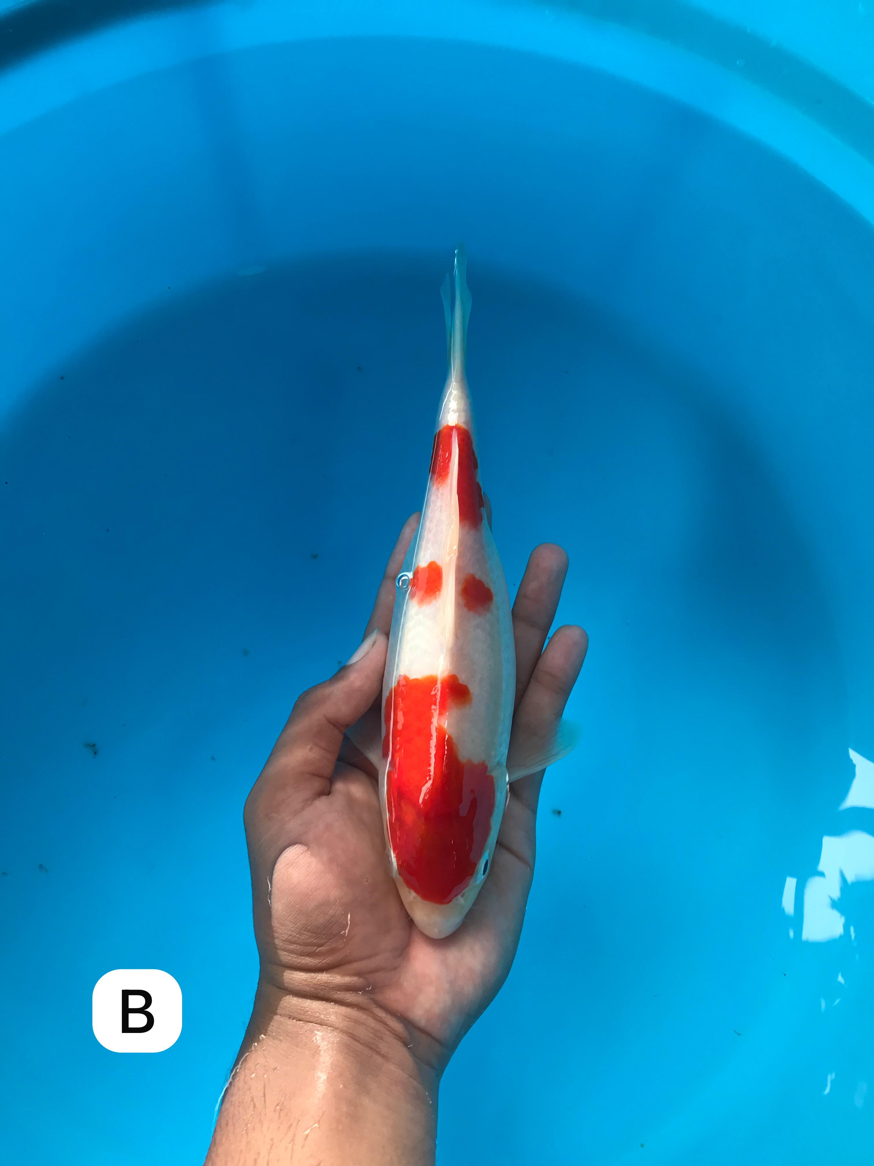 Lelang Koi Online, Jual Beli Ikan Koi, Pusat Jual Beli Koi, Info Lelang Koi Hari Ini, Platform Jual Beli Koi, Jual Beli Ikan Koi Online, Marketplace Ikan Koi, Jual Koi Terbaik, Tempat Beli Koi Berkualitas, Pasar Ikan Koi Online Terpercaya, Penjual Ikan Koi Terpercaya, Beli Koi Hias Online, Ikan Koi untuk Dijual, Koi Kualitas Terbaik, Toko Online Ikan Koi, Koi Hias Untuk Dijual, Jual Beli Ikan Koi Lokal, Koi Indonesia Online, Pusat Jual Beli Koi Terbesar