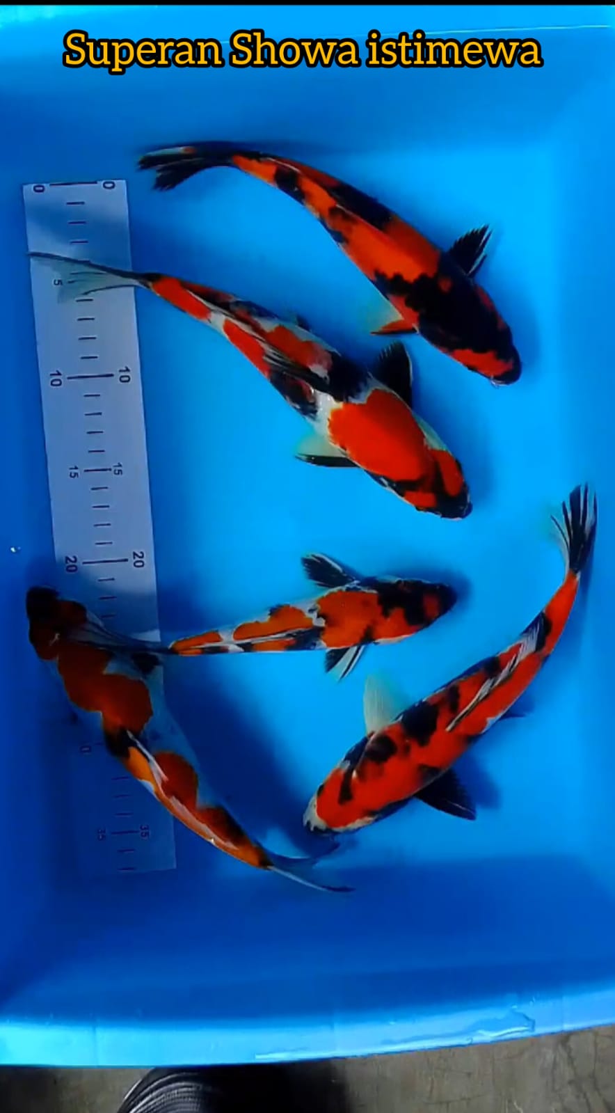 Lelang Koi Online, Jual Beli Ikan Koi, Pusat Jual Beli Koi, Info Lelang Koi Hari Ini, Platform Jual Beli Koi, Jual Beli Ikan Koi Online, Marketplace Ikan Koi, Jual Koi Terbaik, Tempat Beli Koi Berkualitas, Pasar Ikan Koi Online Terpercaya, Penjual Ikan Koi Terpercaya, Beli Koi Hias Online, Ikan Koi untuk Dijual, Koi Kualitas Terbaik, Toko Online Ikan Koi, Koi Hias Untuk Dijual, Jual Beli Ikan Koi Lokal, Koi Indonesia Online, Pusat Jual Beli Koi Terbesar