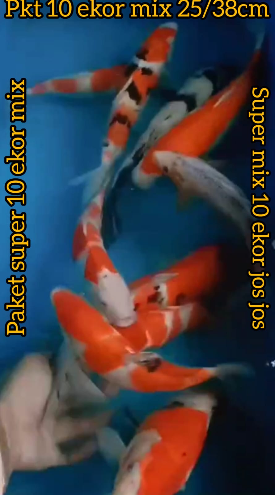 Lelang Koi Online, Jual Beli Ikan Koi, Pusat Jual Beli Koi, Info Lelang Koi Hari Ini, Platform Jual Beli Koi, Jual Beli Ikan Koi Online, Marketplace Ikan Koi, Jual Koi Terbaik, Tempat Beli Koi Berkualitas, Pasar Ikan Koi Online Terpercaya, Penjual Ikan Koi Terpercaya, Beli Koi Hias Online, Ikan Koi untuk Dijual, Koi Kualitas Terbaik, Toko Online Ikan Koi, Koi Hias Untuk Dijual, Jual Beli Ikan Koi Lokal, Koi Indonesia Online, Pusat Jual Beli Koi Terbesar