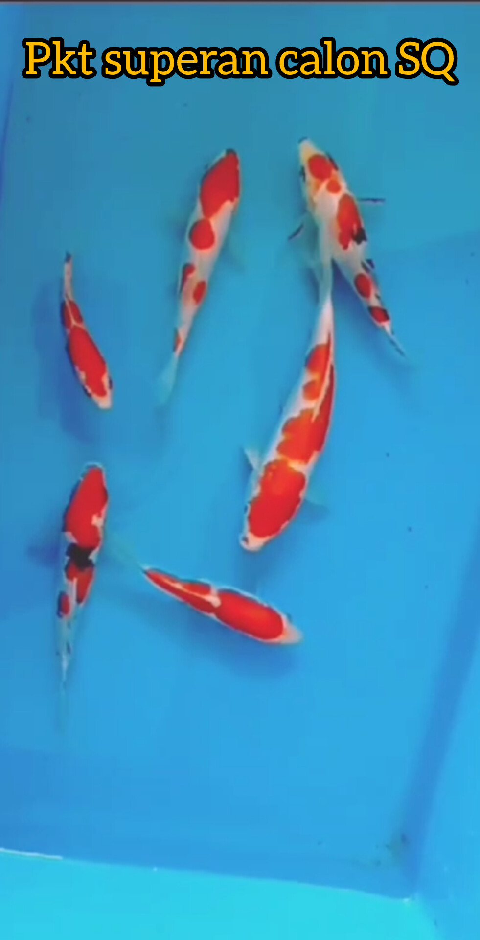 Lelang Koi Online, Jual Beli Ikan Koi, Pusat Jual Beli Koi, Info Lelang Koi Hari Ini, Platform Jual Beli Koi, Jual Beli Ikan Koi Online, Marketplace Ikan Koi, Jual Koi Terbaik, Tempat Beli Koi Berkualitas, Pasar Ikan Koi Online Terpercaya, Penjual Ikan Koi Terpercaya, Beli Koi Hias Online, Ikan Koi untuk Dijual, Koi Kualitas Terbaik, Toko Online Ikan Koi, Koi Hias Untuk Dijual, Jual Beli Ikan Koi Lokal, Koi Indonesia Online, Pusat Jual Beli Koi Terbesar