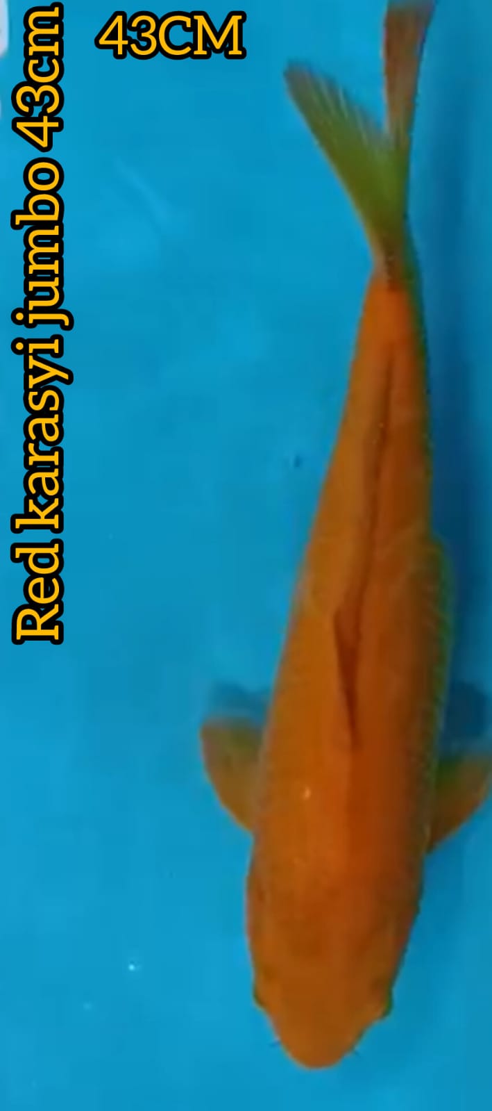 Lelang Koi Online, Jual Beli Ikan Koi, Pusat Jual Beli Koi, Info Lelang Koi Hari Ini, Platform Jual Beli Koi, Jual Beli Ikan Koi Online, Marketplace Ikan Koi, Jual Koi Terbaik, Tempat Beli Koi Berkualitas, Pasar Ikan Koi Online Terpercaya, Penjual Ikan Koi Terpercaya, Beli Koi Hias Online, Ikan Koi untuk Dijual, Koi Kualitas Terbaik, Toko Online Ikan Koi, Koi Hias Untuk Dijual, Jual Beli Ikan Koi Lokal, Koi Indonesia Online, Pusat Jual Beli Koi Terbesar