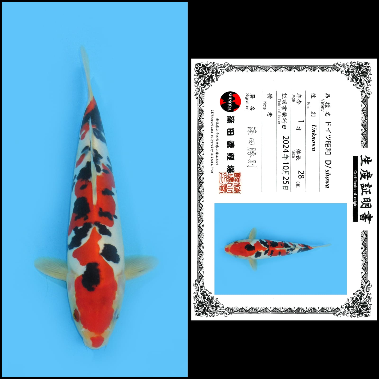 Lelang Koi Online, Jual Beli Ikan Koi, Pusat Jual Beli Koi, Info Lelang Koi Hari Ini, Platform Jual Beli Koi, Jual Beli Ikan Koi Online, Marketplace Ikan Koi, Jual Koi Terbaik, Tempat Beli Koi Berkualitas, Pasar Ikan Koi Online Terpercaya, Penjual Ikan Koi Terpercaya, Beli Koi Hias Online, Ikan Koi untuk Dijual, Koi Kualitas Terbaik, Toko Online Ikan Koi, Koi Hias Untuk Dijual, Jual Beli Ikan Koi Lokal, Koi Indonesia Online, Pusat Jual Beli Koi Terbesar