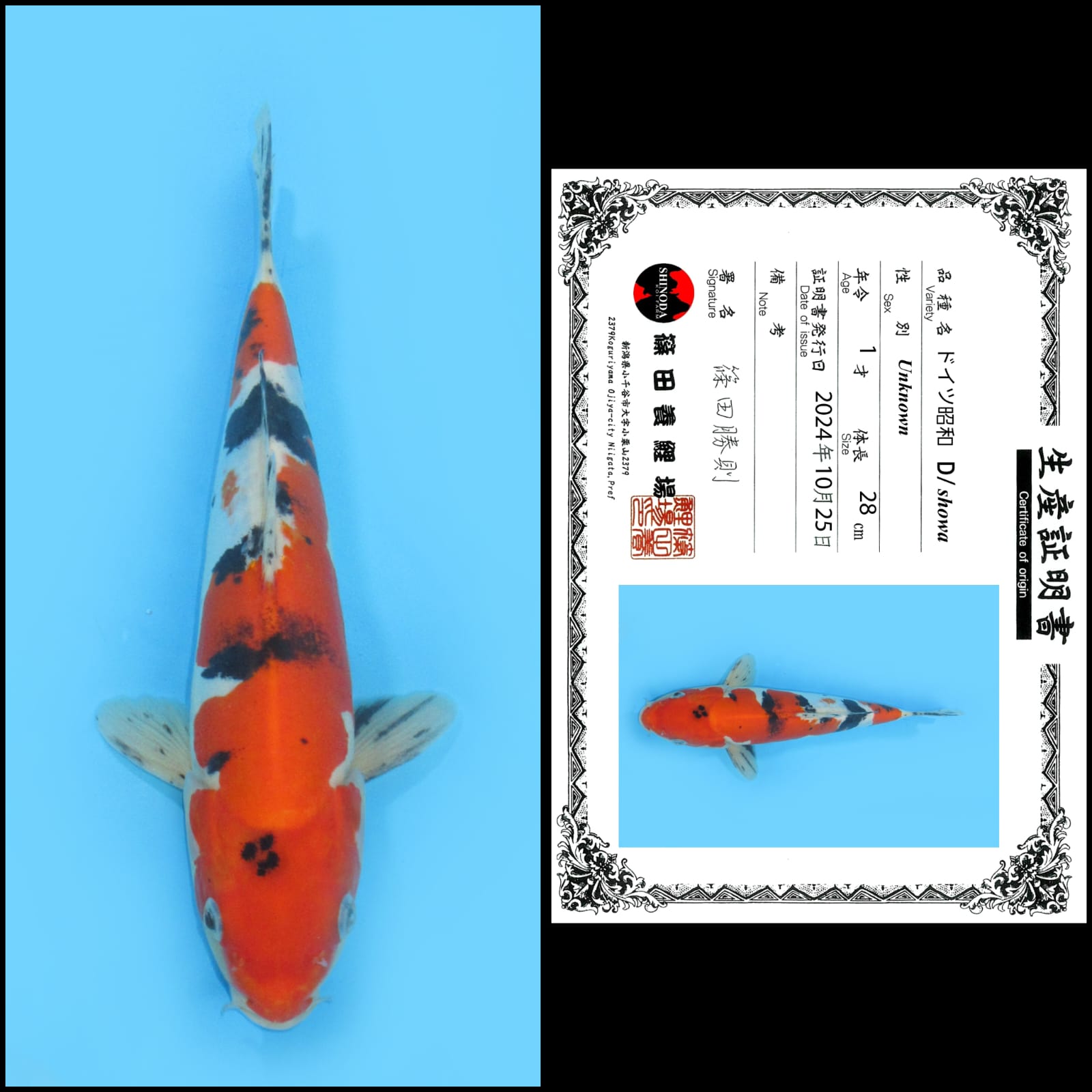 Lelang Koi Online, Jual Beli Ikan Koi, Pusat Jual Beli Koi, Info Lelang Koi Hari Ini, Platform Jual Beli Koi, Jual Beli Ikan Koi Online, Marketplace Ikan Koi, Jual Koi Terbaik, Tempat Beli Koi Berkualitas, Pasar Ikan Koi Online Terpercaya, Penjual Ikan Koi Terpercaya, Beli Koi Hias Online, Ikan Koi untuk Dijual, Koi Kualitas Terbaik, Toko Online Ikan Koi, Koi Hias Untuk Dijual, Jual Beli Ikan Koi Lokal, Koi Indonesia Online, Pusat Jual Beli Koi Terbesar