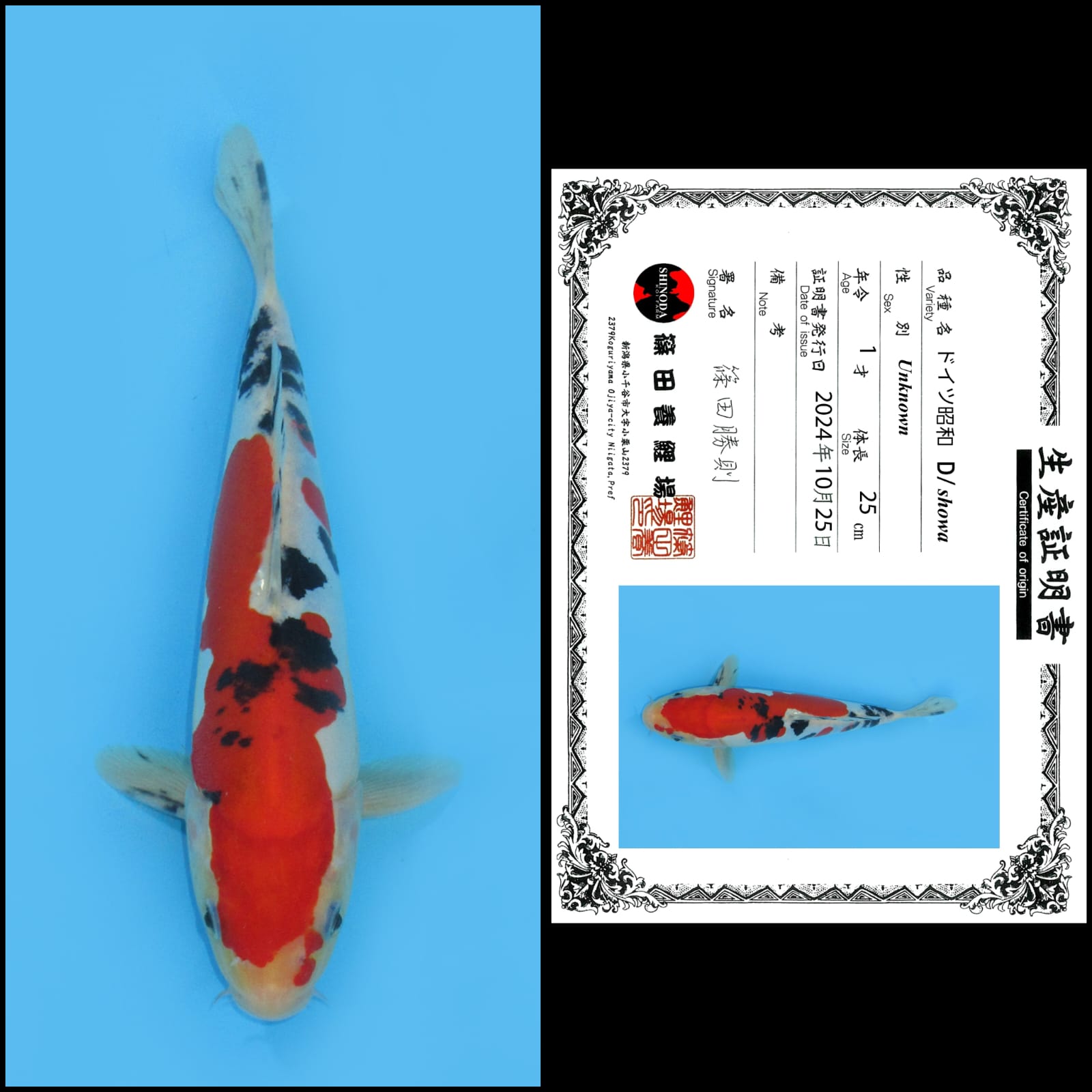 Lelang Koi Online, Jual Beli Ikan Koi, Pusat Jual Beli Koi, Info Lelang Koi Hari Ini, Platform Jual Beli Koi, Jual Beli Ikan Koi Online, Marketplace Ikan Koi, Jual Koi Terbaik, Tempat Beli Koi Berkualitas, Pasar Ikan Koi Online Terpercaya, Penjual Ikan Koi Terpercaya, Beli Koi Hias Online, Ikan Koi untuk Dijual, Koi Kualitas Terbaik, Toko Online Ikan Koi, Koi Hias Untuk Dijual, Jual Beli Ikan Koi Lokal, Koi Indonesia Online, Pusat Jual Beli Koi Terbesar