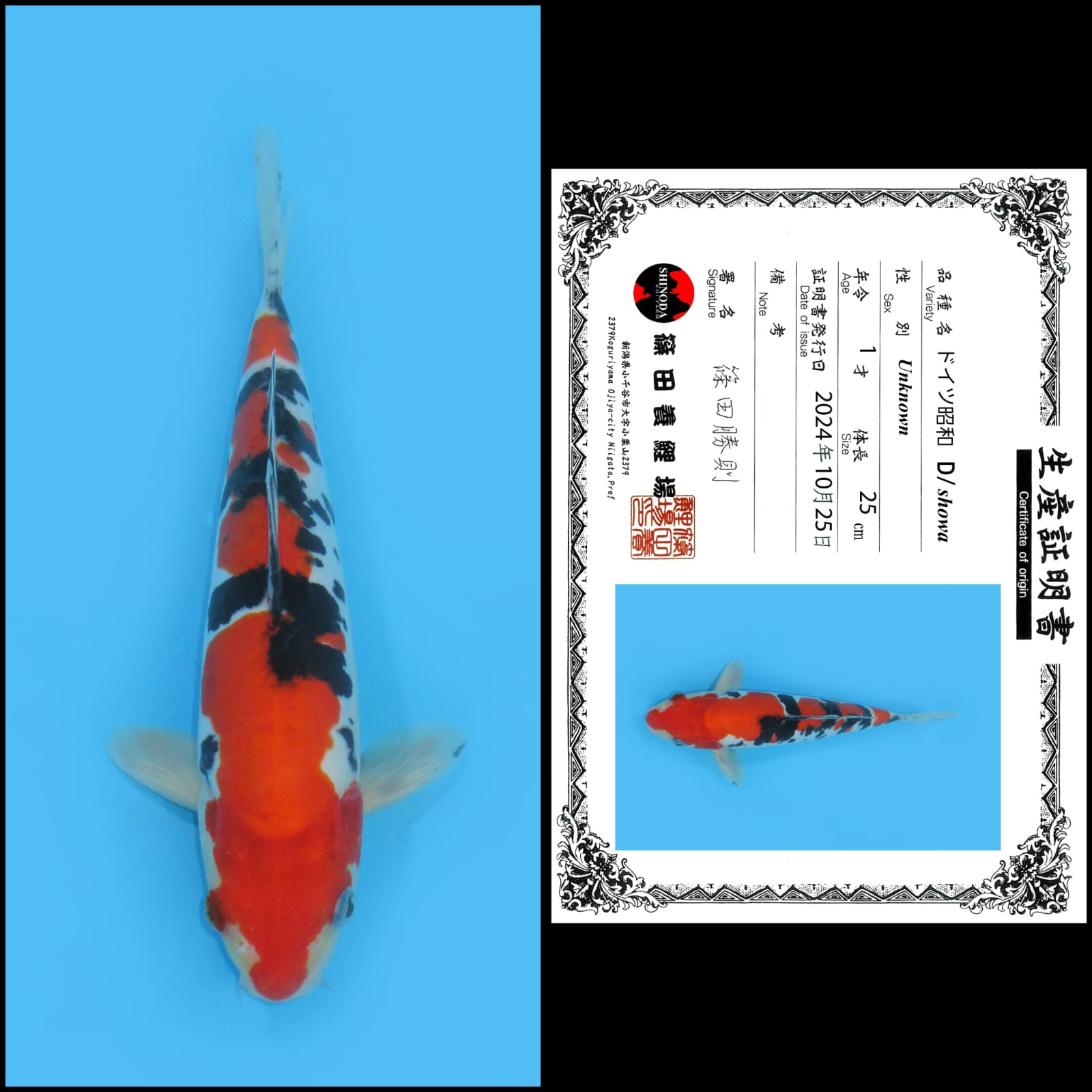 Lelang Koi Online, Jual Beli Ikan Koi, Pusat Jual Beli Koi, Info Lelang Koi Hari Ini, Platform Jual Beli Koi, Jual Beli Ikan Koi Online, Marketplace Ikan Koi, Jual Koi Terbaik, Tempat Beli Koi Berkualitas, Pasar Ikan Koi Online Terpercaya, Penjual Ikan Koi Terpercaya, Beli Koi Hias Online, Ikan Koi untuk Dijual, Koi Kualitas Terbaik, Toko Online Ikan Koi, Koi Hias Untuk Dijual, Jual Beli Ikan Koi Lokal, Koi Indonesia Online, Pusat Jual Beli Koi Terbesar