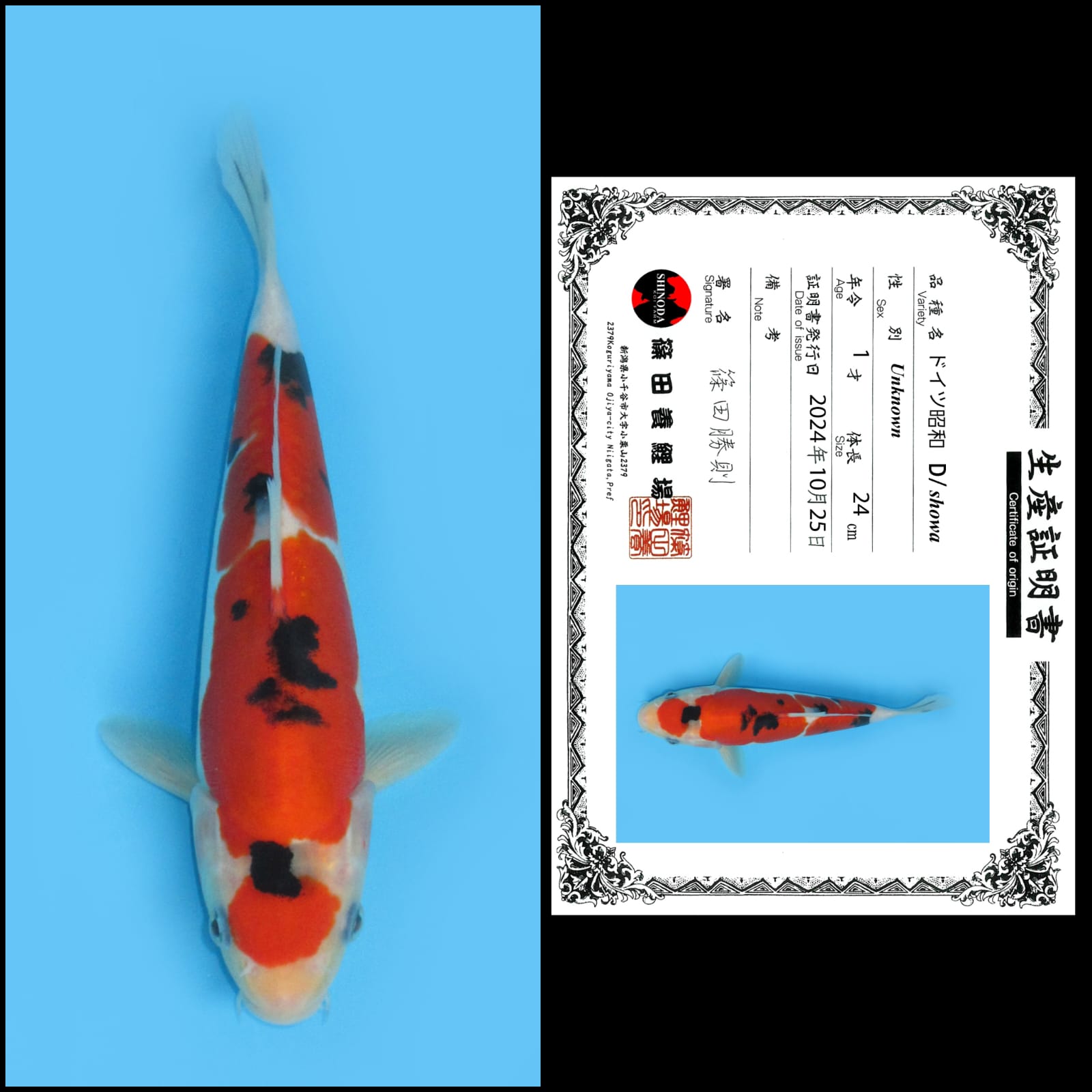 Lelang Koi Online, Jual Beli Ikan Koi, Pusat Jual Beli Koi, Info Lelang Koi Hari Ini, Platform Jual Beli Koi, Jual Beli Ikan Koi Online, Marketplace Ikan Koi, Jual Koi Terbaik, Tempat Beli Koi Berkualitas, Pasar Ikan Koi Online Terpercaya, Penjual Ikan Koi Terpercaya, Beli Koi Hias Online, Ikan Koi untuk Dijual, Koi Kualitas Terbaik, Toko Online Ikan Koi, Koi Hias Untuk Dijual, Jual Beli Ikan Koi Lokal, Koi Indonesia Online, Pusat Jual Beli Koi Terbesar