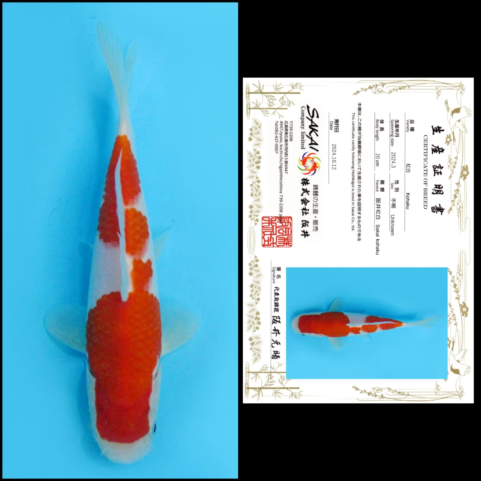 Lelang Koi Online, Jual Beli Ikan Koi, Pusat Jual Beli Koi, Info Lelang Koi Hari Ini, Platform Jual Beli Koi, Jual Beli Ikan Koi Online, Marketplace Ikan Koi, Jual Koi Terbaik, Tempat Beli Koi Berkualitas, Pasar Ikan Koi Online Terpercaya, Penjual Ikan Koi Terpercaya, Beli Koi Hias Online, Ikan Koi untuk Dijual, Koi Kualitas Terbaik, Toko Online Ikan Koi, Koi Hias Untuk Dijual, Jual Beli Ikan Koi Lokal, Koi Indonesia Online, Pusat Jual Beli Koi Terbesar