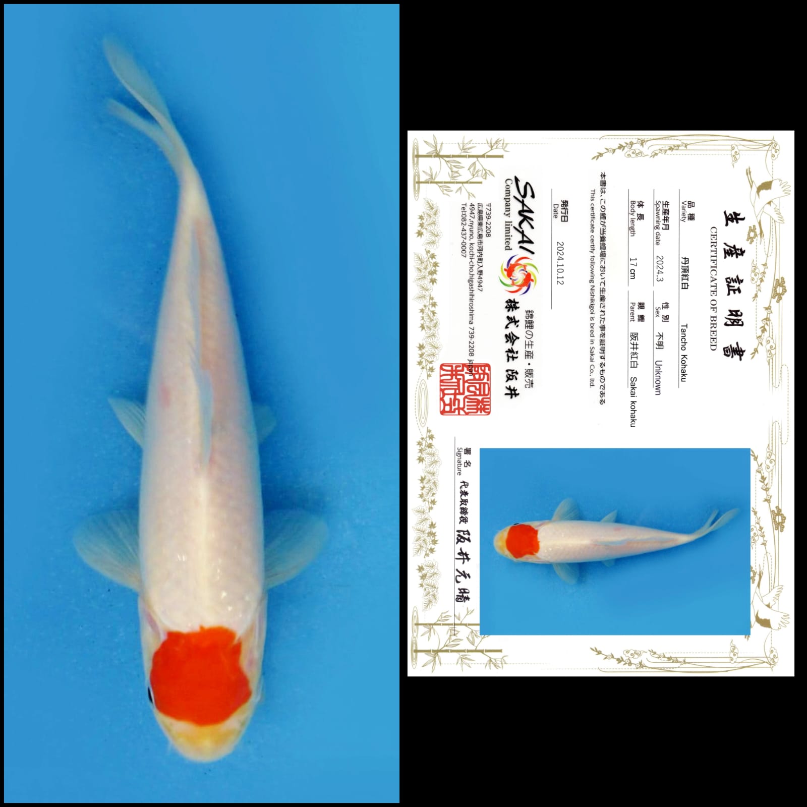 Lelang Koi Online, Jual Beli Ikan Koi, Pusat Jual Beli Koi, Info Lelang Koi Hari Ini, Platform Jual Beli Koi, Jual Beli Ikan Koi Online, Marketplace Ikan Koi, Jual Koi Terbaik, Tempat Beli Koi Berkualitas, Pasar Ikan Koi Online Terpercaya, Penjual Ikan Koi Terpercaya, Beli Koi Hias Online, Ikan Koi untuk Dijual, Koi Kualitas Terbaik, Toko Online Ikan Koi, Koi Hias Untuk Dijual, Jual Beli Ikan Koi Lokal, Koi Indonesia Online, Pusat Jual Beli Koi Terbesar