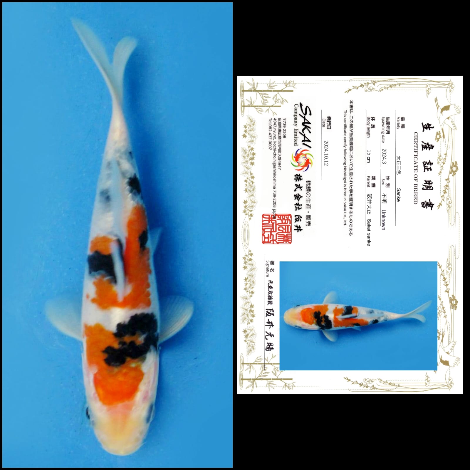 Lelang Koi Online, Jual Beli Ikan Koi, Pusat Jual Beli Koi, Info Lelang Koi Hari Ini, Platform Jual Beli Koi, Jual Beli Ikan Koi Online, Marketplace Ikan Koi, Jual Koi Terbaik, Tempat Beli Koi Berkualitas, Pasar Ikan Koi Online Terpercaya, Penjual Ikan Koi Terpercaya, Beli Koi Hias Online, Ikan Koi untuk Dijual, Koi Kualitas Terbaik, Toko Online Ikan Koi, Koi Hias Untuk Dijual, Jual Beli Ikan Koi Lokal, Koi Indonesia Online, Pusat Jual Beli Koi Terbesar