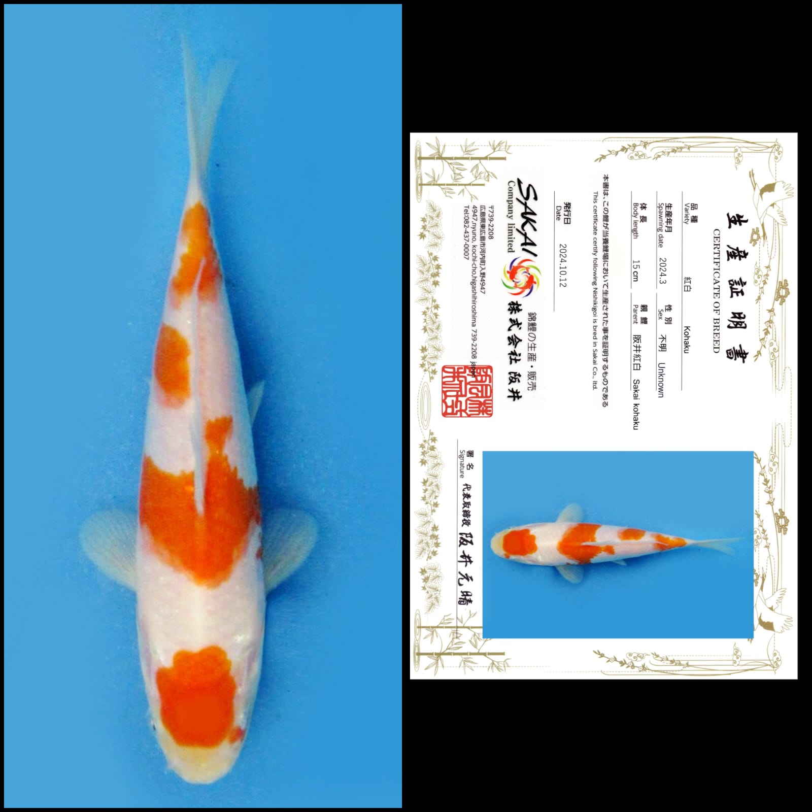 Lelang Koi Online, Jual Beli Ikan Koi, Pusat Jual Beli Koi, Info Lelang Koi Hari Ini, Platform Jual Beli Koi, Jual Beli Ikan Koi Online, Marketplace Ikan Koi, Jual Koi Terbaik, Tempat Beli Koi Berkualitas, Pasar Ikan Koi Online Terpercaya, Penjual Ikan Koi Terpercaya, Beli Koi Hias Online, Ikan Koi untuk Dijual, Koi Kualitas Terbaik, Toko Online Ikan Koi, Koi Hias Untuk Dijual, Jual Beli Ikan Koi Lokal, Koi Indonesia Online, Pusat Jual Beli Koi Terbesar