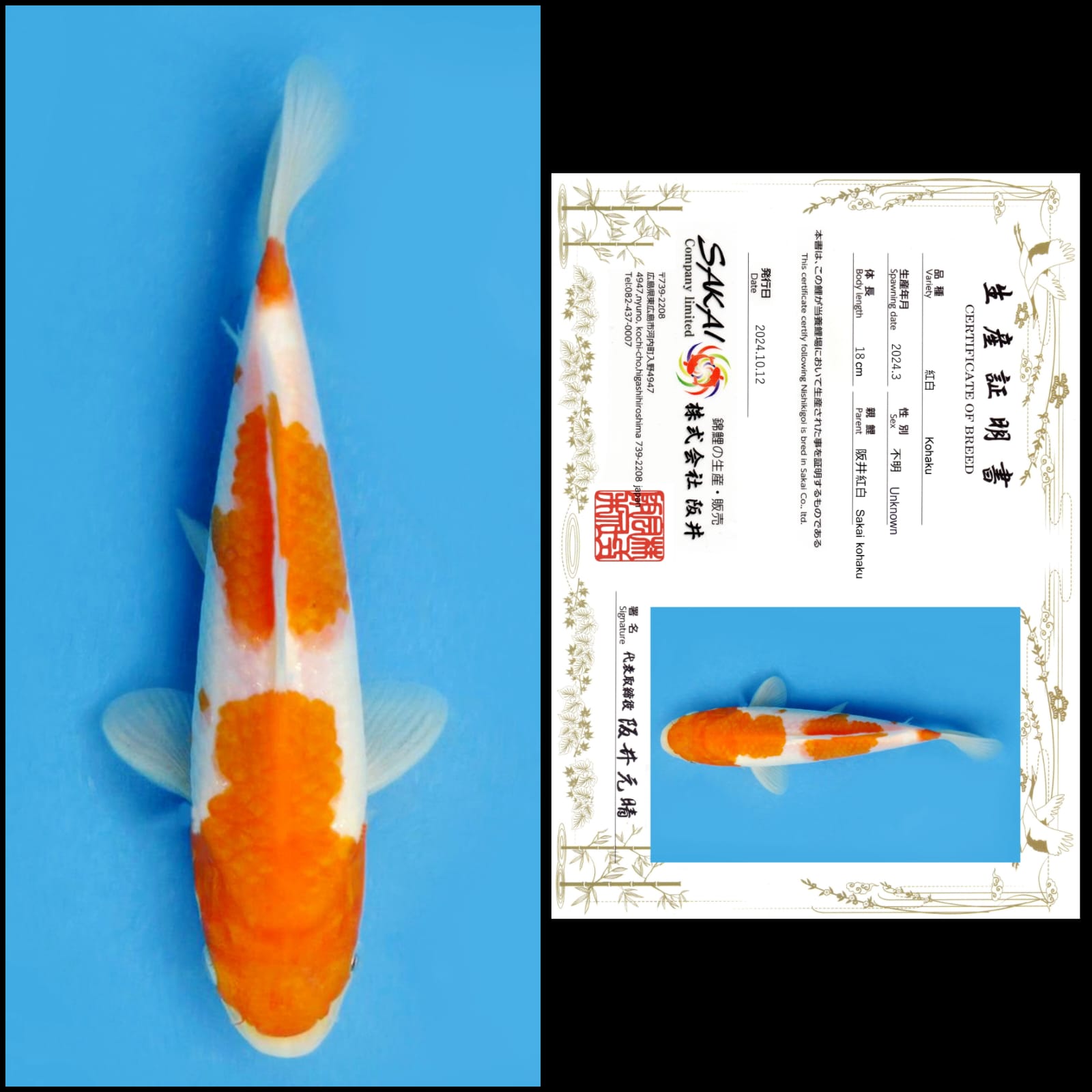 Lelang Koi Online, Jual Beli Ikan Koi, Pusat Jual Beli Koi, Info Lelang Koi Hari Ini, Platform Jual Beli Koi, Jual Beli Ikan Koi Online, Marketplace Ikan Koi, Jual Koi Terbaik, Tempat Beli Koi Berkualitas, Pasar Ikan Koi Online Terpercaya, Penjual Ikan Koi Terpercaya, Beli Koi Hias Online, Ikan Koi untuk Dijual, Koi Kualitas Terbaik, Toko Online Ikan Koi, Koi Hias Untuk Dijual, Jual Beli Ikan Koi Lokal, Koi Indonesia Online, Pusat Jual Beli Koi Terbesar