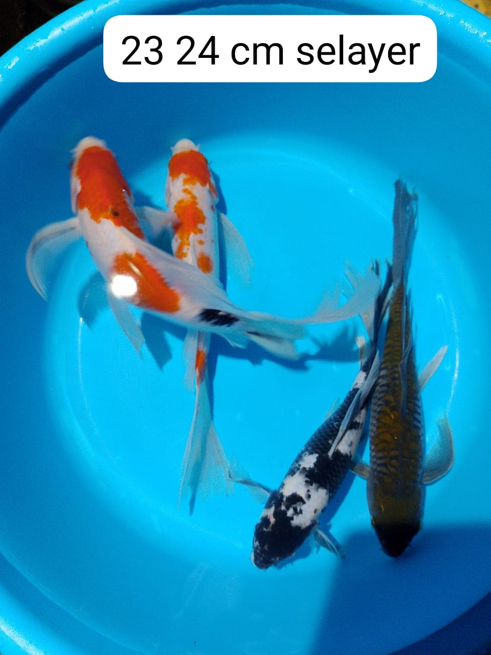 Lelang Koi Online, Jual Beli Ikan Koi, Pusat Jual Beli Koi, Info Lelang Koi Hari Ini, Platform Jual Beli Koi, Jual Beli Ikan Koi Online, Marketplace Ikan Koi, Jual Koi Terbaik, Tempat Beli Koi Berkualitas, Pasar Ikan Koi Online Terpercaya, Penjual Ikan Koi Terpercaya, Beli Koi Hias Online, Ikan Koi untuk Dijual, Koi Kualitas Terbaik, Toko Online Ikan Koi, Koi Hias Untuk Dijual, Jual Beli Ikan Koi Lokal, Koi Indonesia Online, Pusat Jual Beli Koi Terbesar