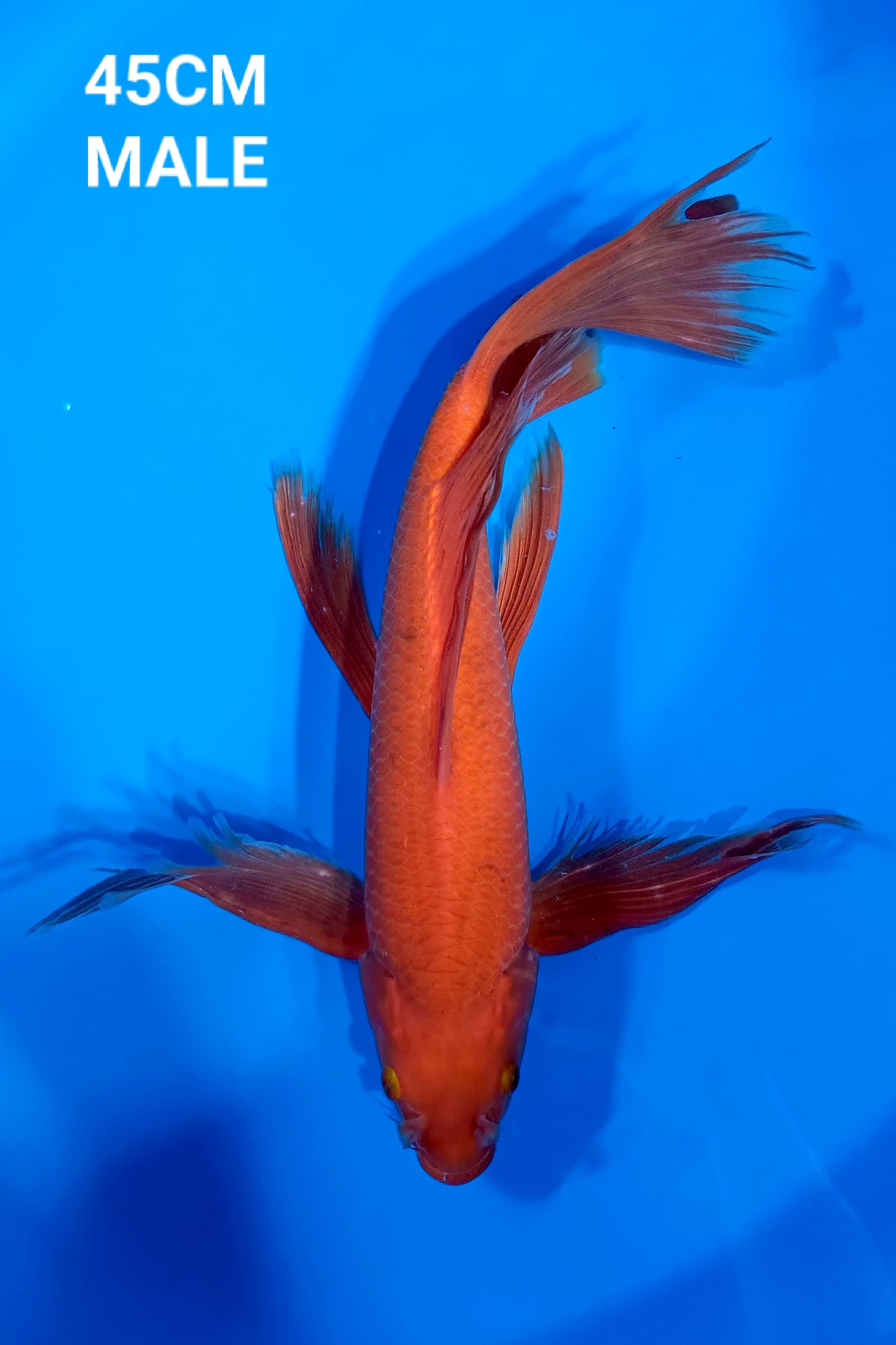 Lelang Koi Online, Jual Beli Ikan Koi, Pusat Jual Beli Koi, Info Lelang Koi Hari Ini, Platform Jual Beli Koi, Jual Beli Ikan Koi Online, Marketplace Ikan Koi, Jual Koi Terbaik, Tempat Beli Koi Berkualitas, Pasar Ikan Koi Online Terpercaya, Penjual Ikan Koi Terpercaya, Beli Koi Hias Online, Ikan Koi untuk Dijual, Koi Kualitas Terbaik, Toko Online Ikan Koi, Koi Hias Untuk Dijual, Jual Beli Ikan Koi Lokal, Koi Indonesia Online, Pusat Jual Beli Koi Terbesar