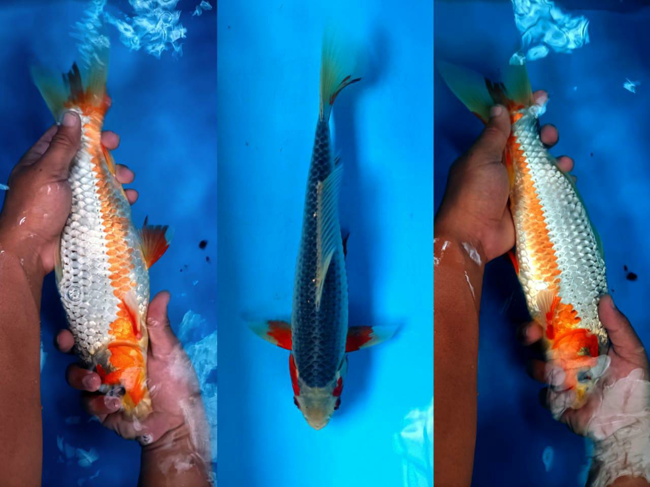 Lelang Koi Online, Jual Beli Ikan Koi, Pusat Jual Beli Koi, Info Lelang Koi Hari Ini, Platform Jual Beli Koi, Jual Beli Ikan Koi Online, Marketplace Ikan Koi, Jual Koi Terbaik, Tempat Beli Koi Berkualitas, Pasar Ikan Koi Online Terpercaya, Penjual Ikan Koi Terpercaya, Beli Koi Hias Online, Ikan Koi untuk Dijual, Koi Kualitas Terbaik, Toko Online Ikan Koi, Koi Hias Untuk Dijual, Jual Beli Ikan Koi Lokal, Koi Indonesia Online, Pusat Jual Beli Koi Terbesar