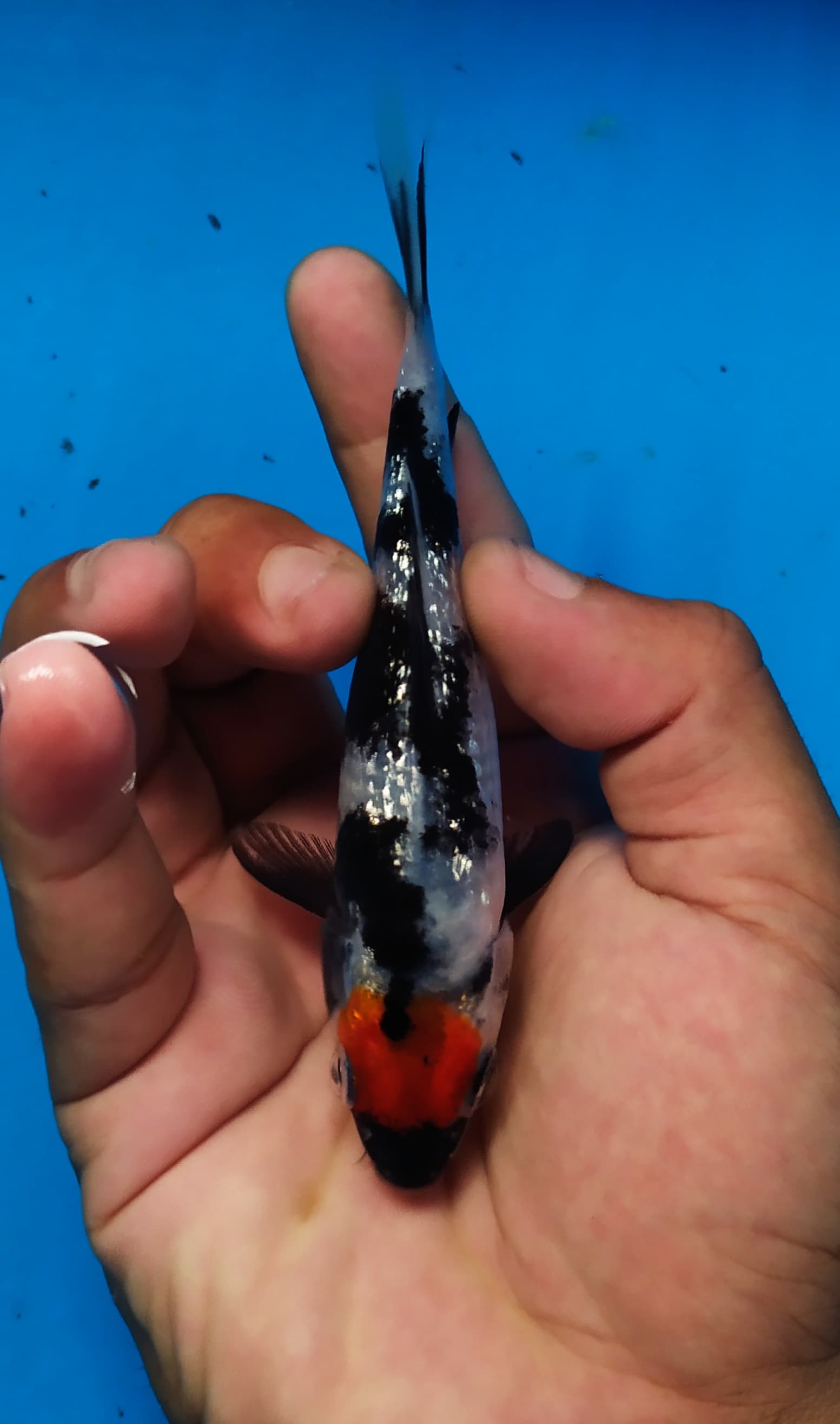 Lelang Koi Online, Jual Beli Ikan Koi, Pusat Jual Beli Koi, Info Lelang Koi Hari Ini, Platform Jual Beli Koi, Jual Beli Ikan Koi Online, Marketplace Ikan Koi, Jual Koi Terbaik, Tempat Beli Koi Berkualitas, Pasar Ikan Koi Online Terpercaya, Penjual Ikan Koi Terpercaya, Beli Koi Hias Online, Ikan Koi untuk Dijual, Koi Kualitas Terbaik, Toko Online Ikan Koi, Koi Hias Untuk Dijual, Jual Beli Ikan Koi Lokal, Koi Indonesia Online, Pusat Jual Beli Koi Terbesar