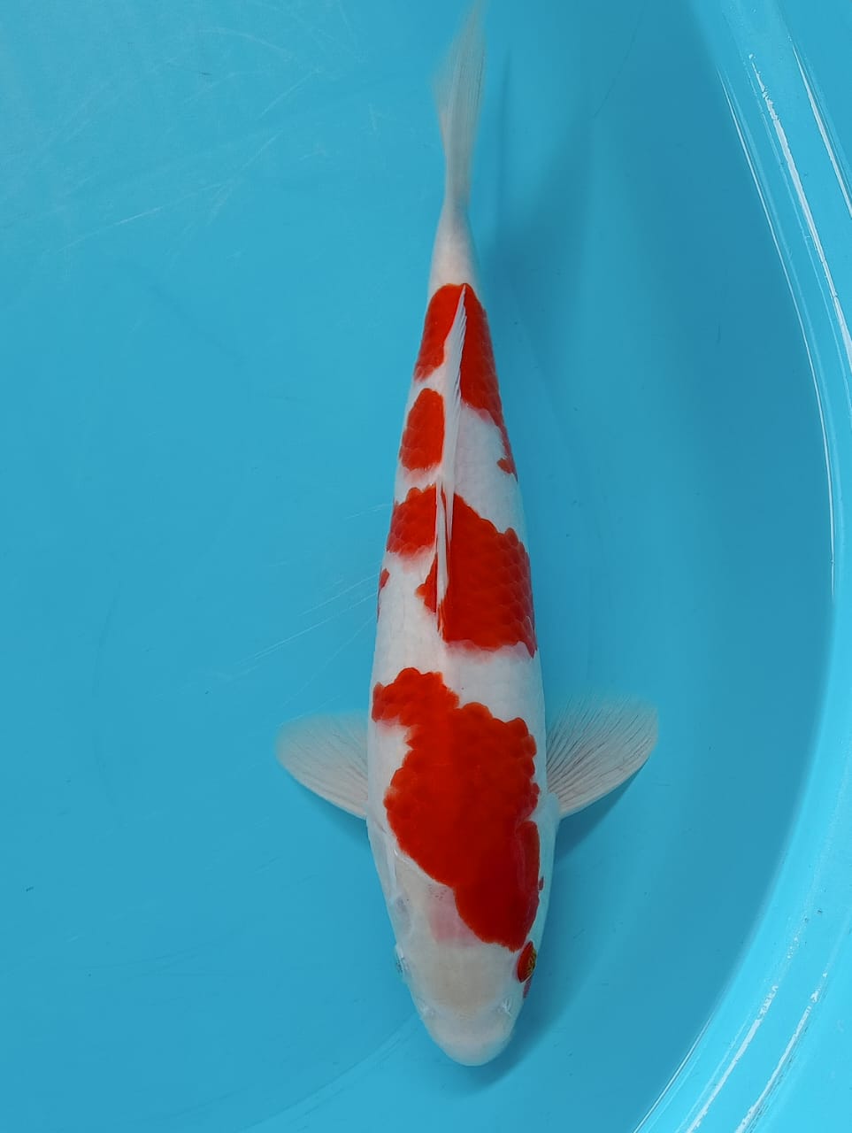 Lelang Koi Online, Jual Beli Ikan Koi, Pusat Jual Beli Koi, Info Lelang Koi Hari Ini, Platform Jual Beli Koi, Jual Beli Ikan Koi Online, Marketplace Ikan Koi, Jual Koi Terbaik, Tempat Beli Koi Berkualitas, Pasar Ikan Koi Online Terpercaya, Penjual Ikan Koi Terpercaya, Beli Koi Hias Online, Ikan Koi untuk Dijual, Koi Kualitas Terbaik, Toko Online Ikan Koi, Koi Hias Untuk Dijual, Jual Beli Ikan Koi Lokal, Koi Indonesia Online, Pusat Jual Beli Koi Terbesar