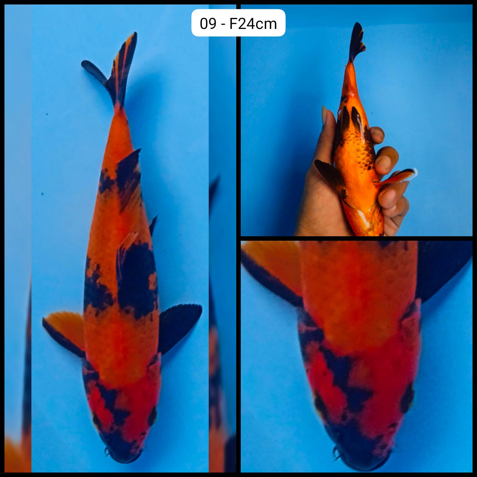 Lelang Koi Online, Jual Beli Ikan Koi, Pusat Jual Beli Koi, Info Lelang Koi Hari Ini, Platform Jual Beli Koi, Jual Beli Ikan Koi Online, Marketplace Ikan Koi, Jual Koi Terbaik, Tempat Beli Koi Berkualitas, Pasar Ikan Koi Online Terpercaya, Penjual Ikan Koi Terpercaya, Beli Koi Hias Online, Ikan Koi untuk Dijual, Koi Kualitas Terbaik, Toko Online Ikan Koi, Koi Hias Untuk Dijual, Jual Beli Ikan Koi Lokal, Koi Indonesia Online, Pusat Jual Beli Koi Terbesar