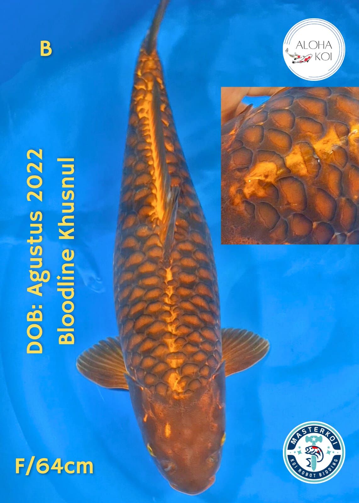 Lelang Koi Online, Jual Beli Ikan Koi, Pusat Jual Beli Koi, Info Lelang Koi Hari Ini, Platform Jual Beli Koi, Jual Beli Ikan Koi Online, Marketplace Ikan Koi, Jual Koi Terbaik, Tempat Beli Koi Berkualitas, Pasar Ikan Koi Online Terpercaya, Penjual Ikan Koi Terpercaya, Beli Koi Hias Online, Ikan Koi untuk Dijual, Koi Kualitas Terbaik, Toko Online Ikan Koi, Koi Hias Untuk Dijual, Jual Beli Ikan Koi Lokal, Koi Indonesia Online, Pusat Jual Beli Koi Terbesar