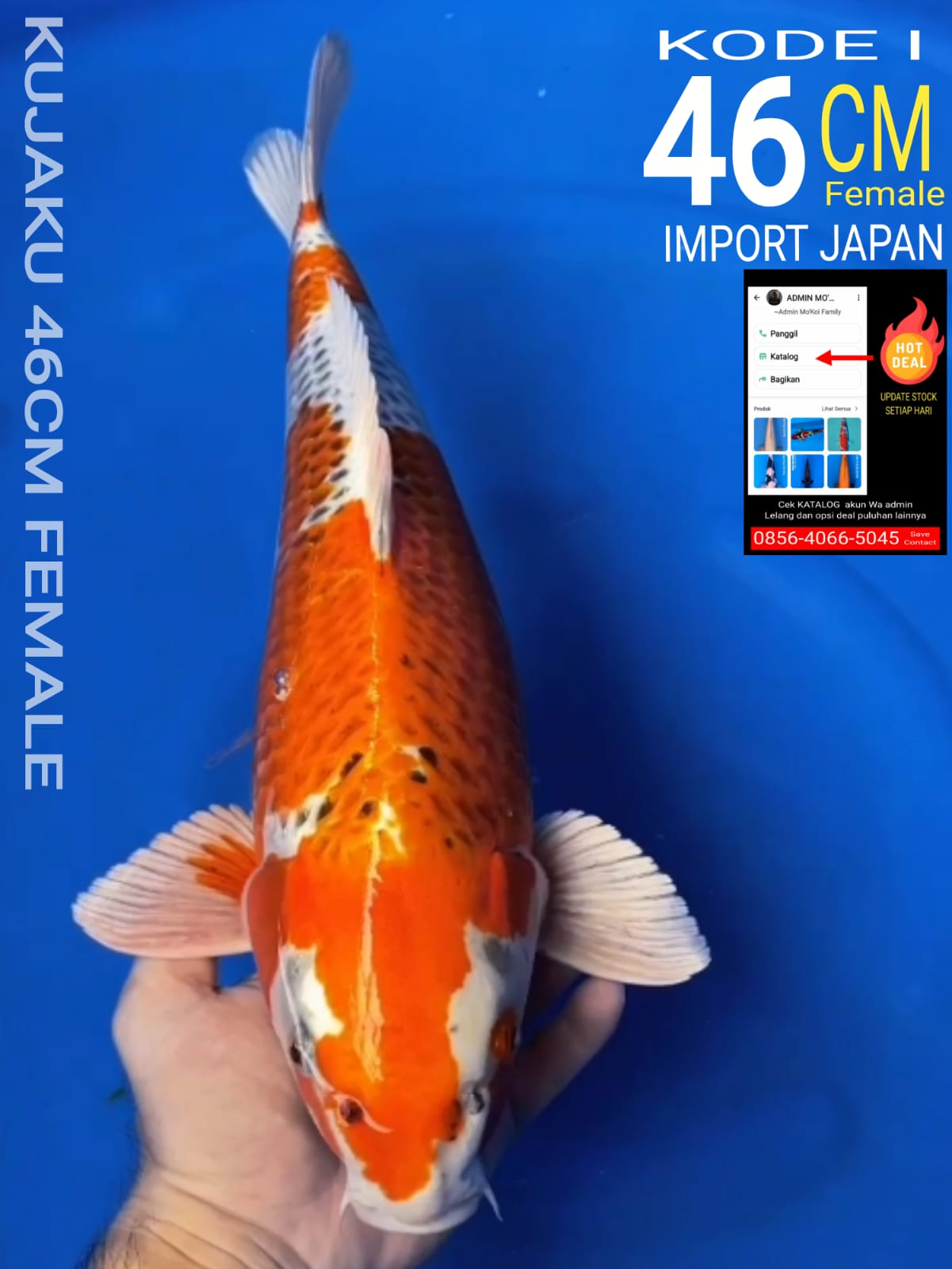 Lelang Koi Online, Jual Beli Ikan Koi, Pusat Jual Beli Koi, Info Lelang Koi Hari Ini, Platform Jual Beli Koi, Jual Beli Ikan Koi Online, Marketplace Ikan Koi, Jual Koi Terbaik, Tempat Beli Koi Berkualitas, Pasar Ikan Koi Online Terpercaya, Penjual Ikan Koi Terpercaya, Beli Koi Hias Online, Ikan Koi untuk Dijual, Koi Kualitas Terbaik, Toko Online Ikan Koi, Koi Hias Untuk Dijual, Jual Beli Ikan Koi Lokal, Koi Indonesia Online, Pusat Jual Beli Koi Terbesar