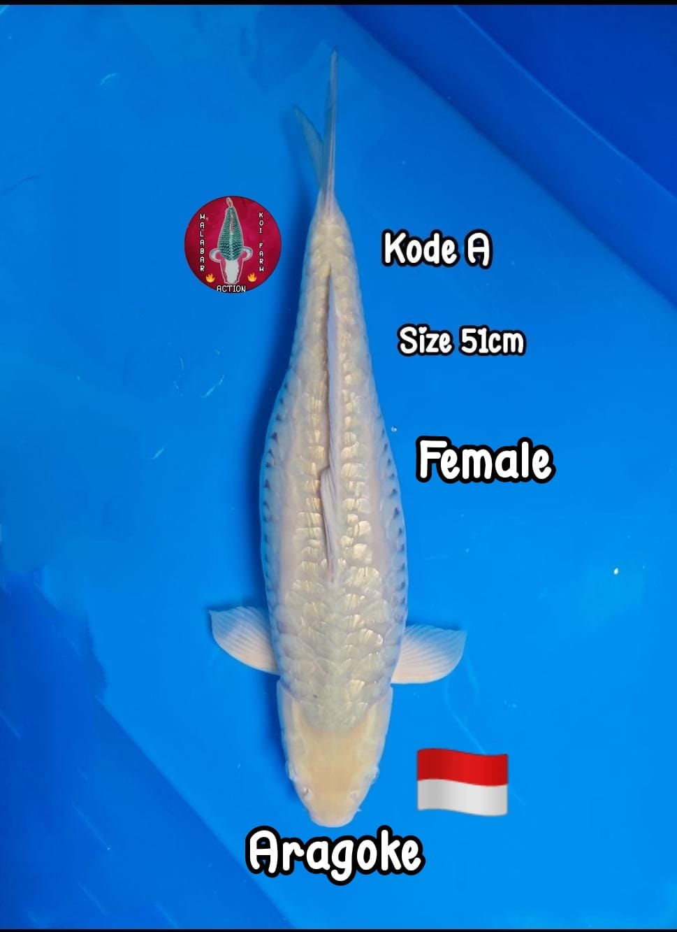 Lelang Koi Online, Jual Beli Ikan Koi, Pusat Jual Beli Koi, Info Lelang Koi Hari Ini, Platform Jual Beli Koi, Jual Beli Ikan Koi Online, Marketplace Ikan Koi, Jual Koi Terbaik, Tempat Beli Koi Berkualitas, Pasar Ikan Koi Online Terpercaya, Penjual Ikan Koi Terpercaya, Beli Koi Hias Online, Ikan Koi untuk Dijual, Koi Kualitas Terbaik, Toko Online Ikan Koi, Koi Hias Untuk Dijual, Jual Beli Ikan Koi Lokal, Koi Indonesia Online, Pusat Jual Beli Koi Terbesar