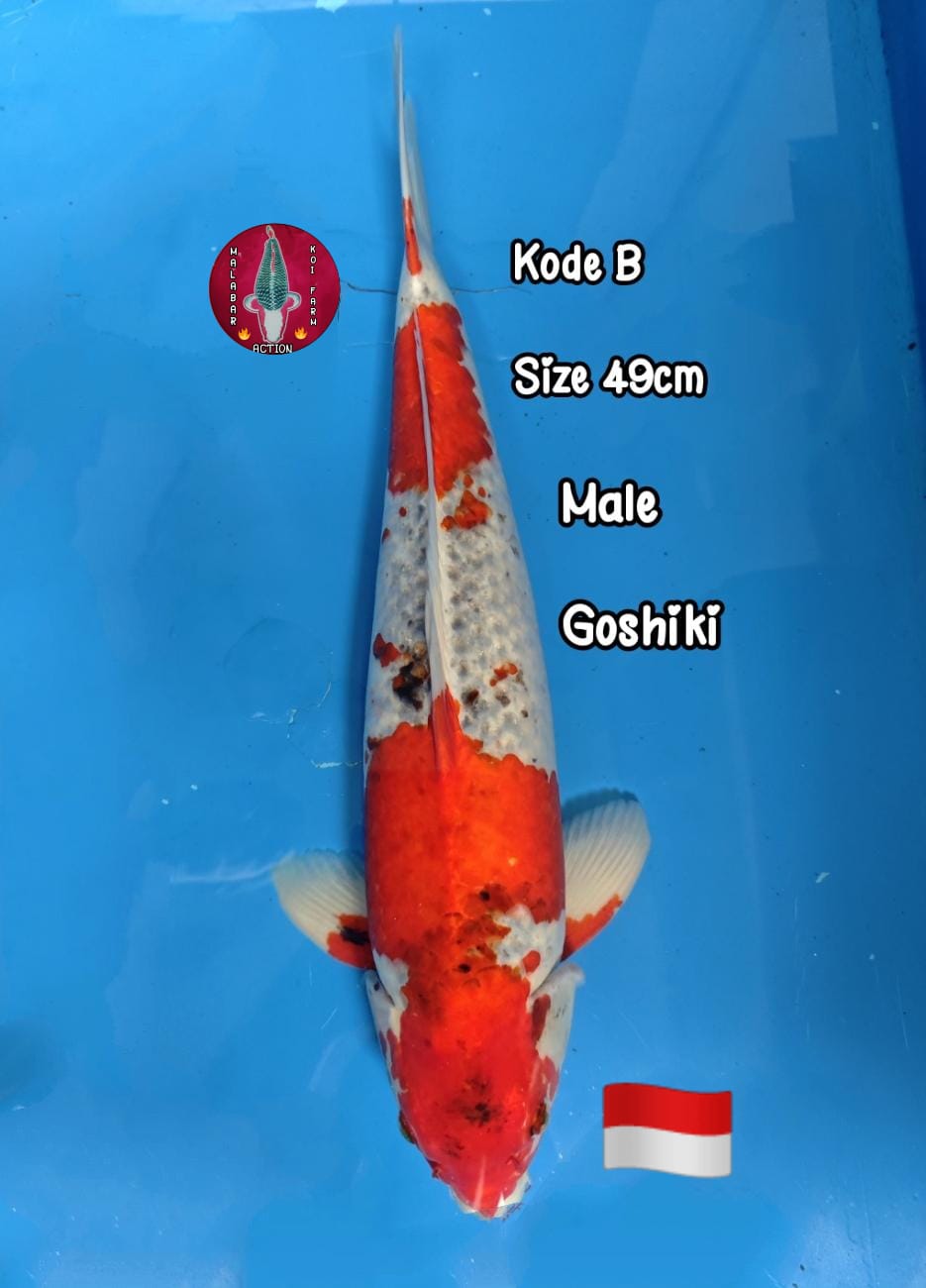 Lelang Koi Online, Jual Beli Ikan Koi, Pusat Jual Beli Koi, Info Lelang Koi Hari Ini, Platform Jual Beli Koi, Jual Beli Ikan Koi Online, Marketplace Ikan Koi, Jual Koi Terbaik, Tempat Beli Koi Berkualitas, Pasar Ikan Koi Online Terpercaya, Penjual Ikan Koi Terpercaya, Beli Koi Hias Online, Ikan Koi untuk Dijual, Koi Kualitas Terbaik, Toko Online Ikan Koi, Koi Hias Untuk Dijual, Jual Beli Ikan Koi Lokal, Koi Indonesia Online, Pusat Jual Beli Koi Terbesar