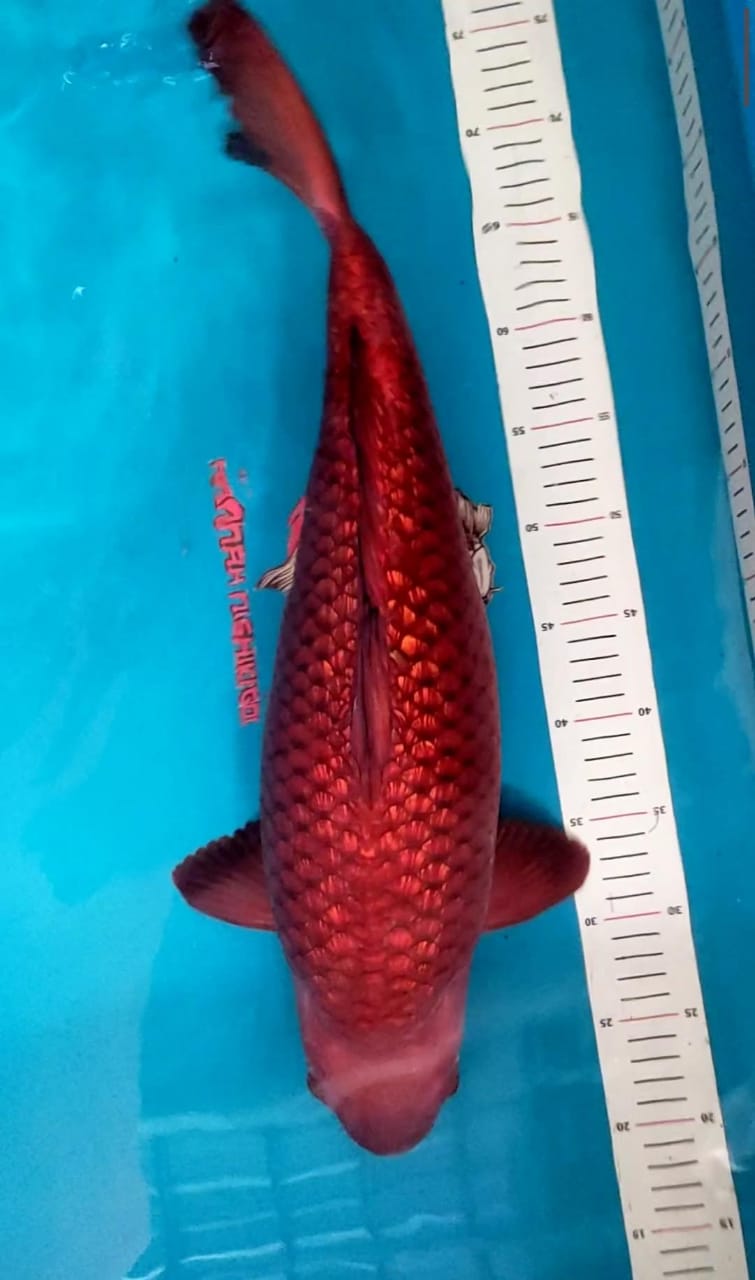 Lelang Koi Online, Jual Beli Ikan Koi, Pusat Jual Beli Koi, Info Lelang Koi Hari Ini, Platform Jual Beli Koi, Jual Beli Ikan Koi Online, Marketplace Ikan Koi, Jual Koi Terbaik, Tempat Beli Koi Berkualitas, Pasar Ikan Koi Online Terpercaya, Penjual Ikan Koi Terpercaya, Beli Koi Hias Online, Ikan Koi untuk Dijual, Koi Kualitas Terbaik, Toko Online Ikan Koi, Koi Hias Untuk Dijual, Jual Beli Ikan Koi Lokal, Koi Indonesia Online, Pusat Jual Beli Koi Terbesar