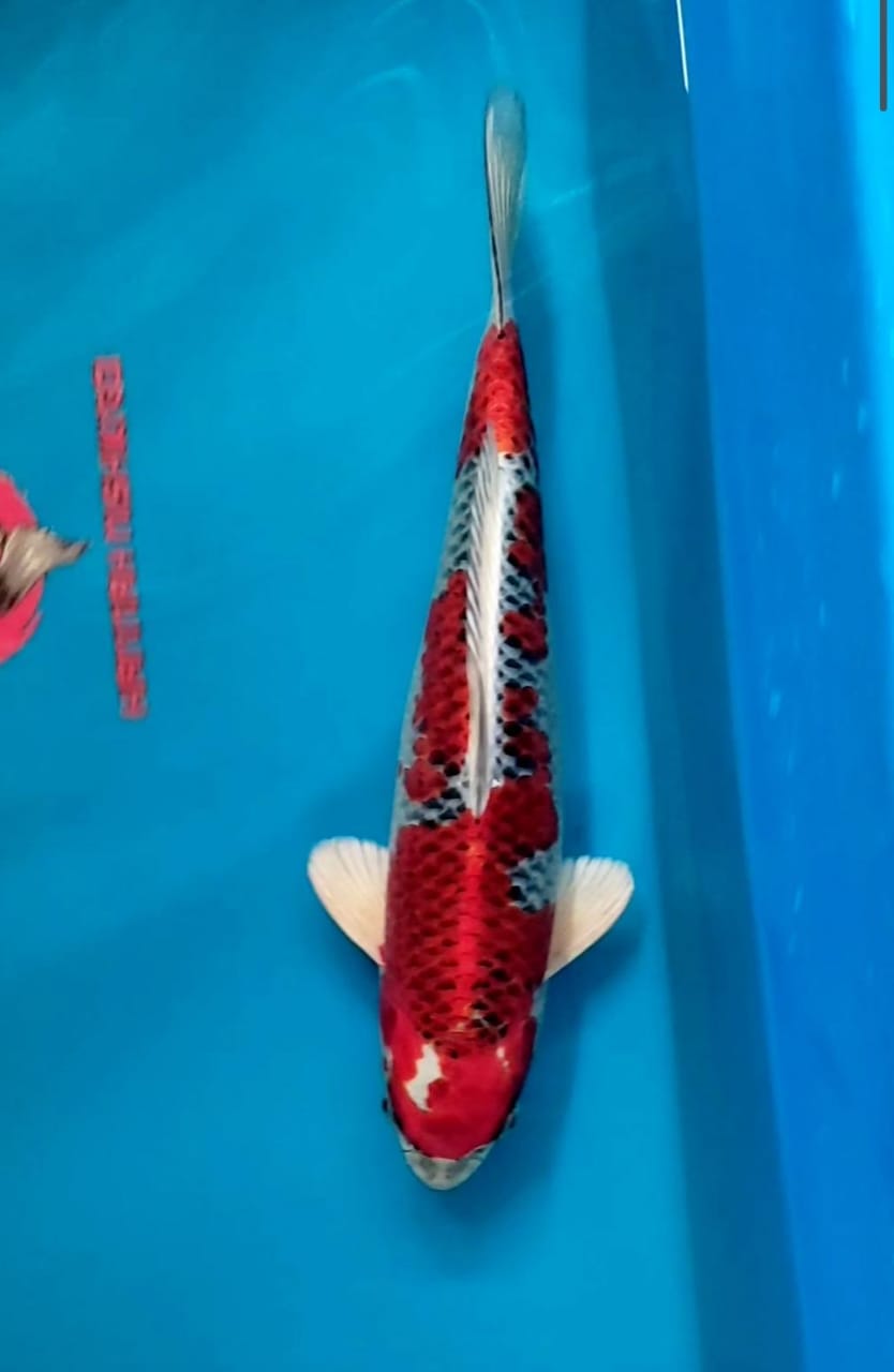 Lelang Koi Online, Jual Beli Ikan Koi, Pusat Jual Beli Koi, Info Lelang Koi Hari Ini, Platform Jual Beli Koi, Jual Beli Ikan Koi Online, Marketplace Ikan Koi, Jual Koi Terbaik, Tempat Beli Koi Berkualitas, Pasar Ikan Koi Online Terpercaya, Penjual Ikan Koi Terpercaya, Beli Koi Hias Online, Ikan Koi untuk Dijual, Koi Kualitas Terbaik, Toko Online Ikan Koi, Koi Hias Untuk Dijual, Jual Beli Ikan Koi Lokal, Koi Indonesia Online, Pusat Jual Beli Koi Terbesar