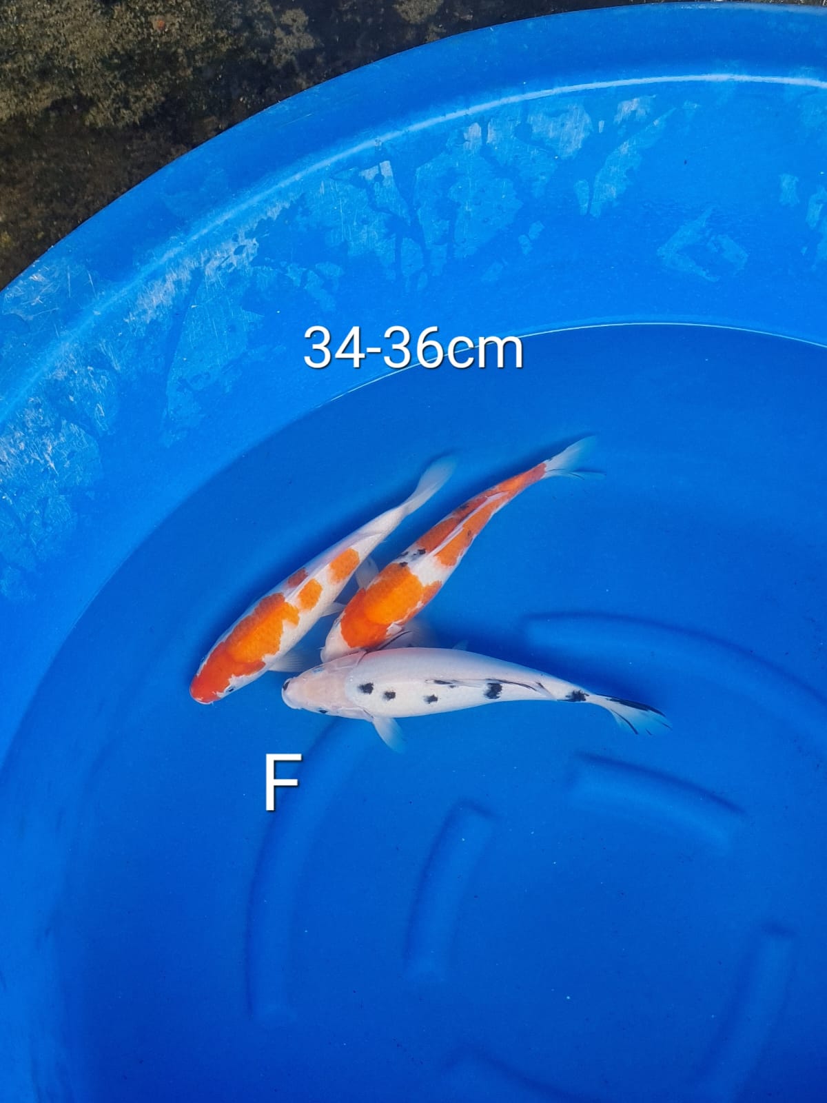 Lelang Koi Online, Jual Beli Ikan Koi, Pusat Jual Beli Koi, Info Lelang Koi Hari Ini, Platform Jual Beli Koi, Jual Beli Ikan Koi Online, Marketplace Ikan Koi, Jual Koi Terbaik, Tempat Beli Koi Berkualitas, Pasar Ikan Koi Online Terpercaya, Penjual Ikan Koi Terpercaya, Beli Koi Hias Online, Ikan Koi untuk Dijual, Koi Kualitas Terbaik, Toko Online Ikan Koi, Koi Hias Untuk Dijual, Jual Beli Ikan Koi Lokal, Koi Indonesia Online, Pusat Jual Beli Koi Terbesar