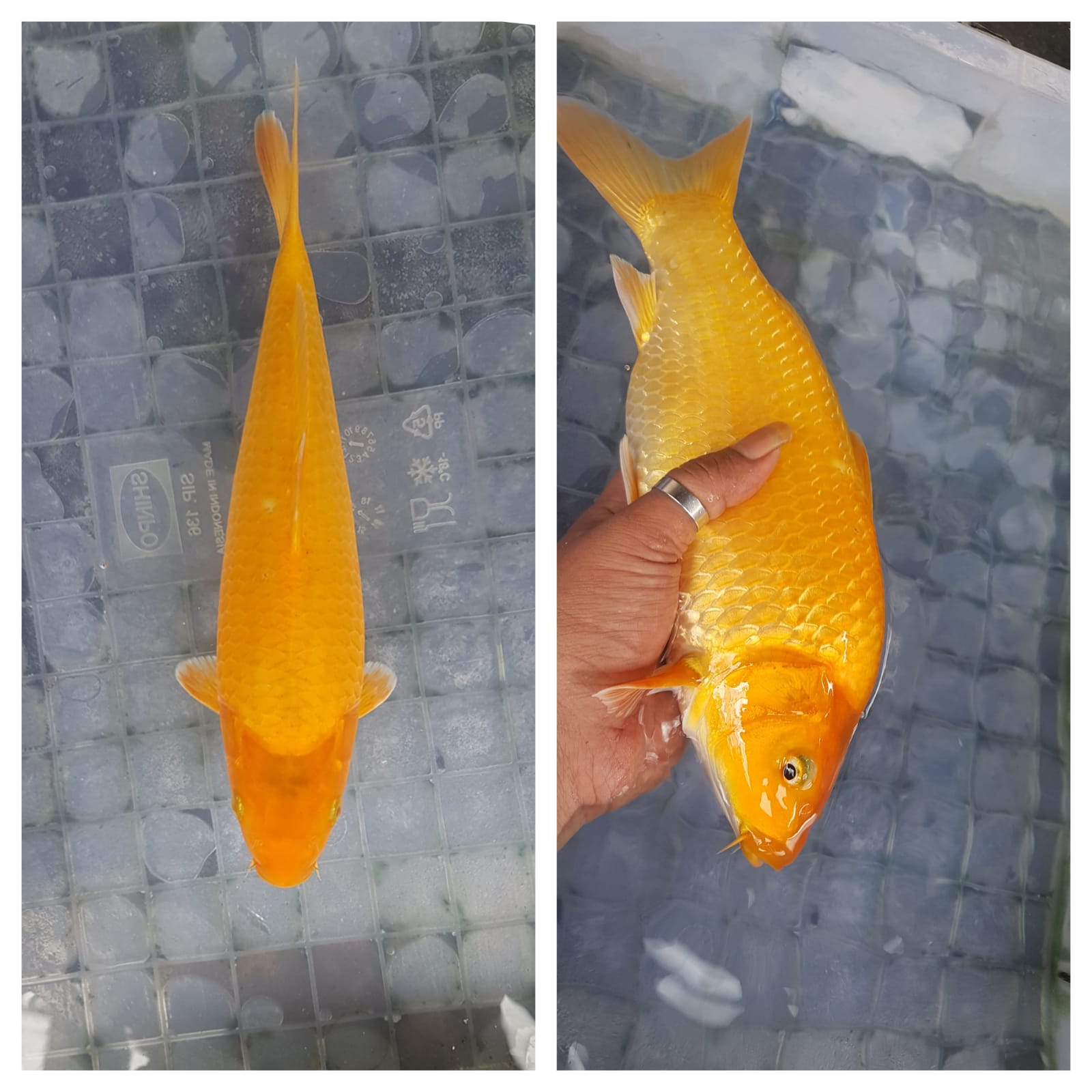 Lelang Koi Online, Jual Beli Ikan Koi, Pusat Jual Beli Koi, Info Lelang Koi Hari Ini, Platform Jual Beli Koi, Jual Beli Ikan Koi Online, Marketplace Ikan Koi, Jual Koi Terbaik, Tempat Beli Koi Berkualitas, Pasar Ikan Koi Online Terpercaya, Penjual Ikan Koi Terpercaya, Beli Koi Hias Online, Ikan Koi untuk Dijual, Koi Kualitas Terbaik, Toko Online Ikan Koi, Koi Hias Untuk Dijual, Jual Beli Ikan Koi Lokal, Koi Indonesia Online, Pusat Jual Beli Koi Terbesar