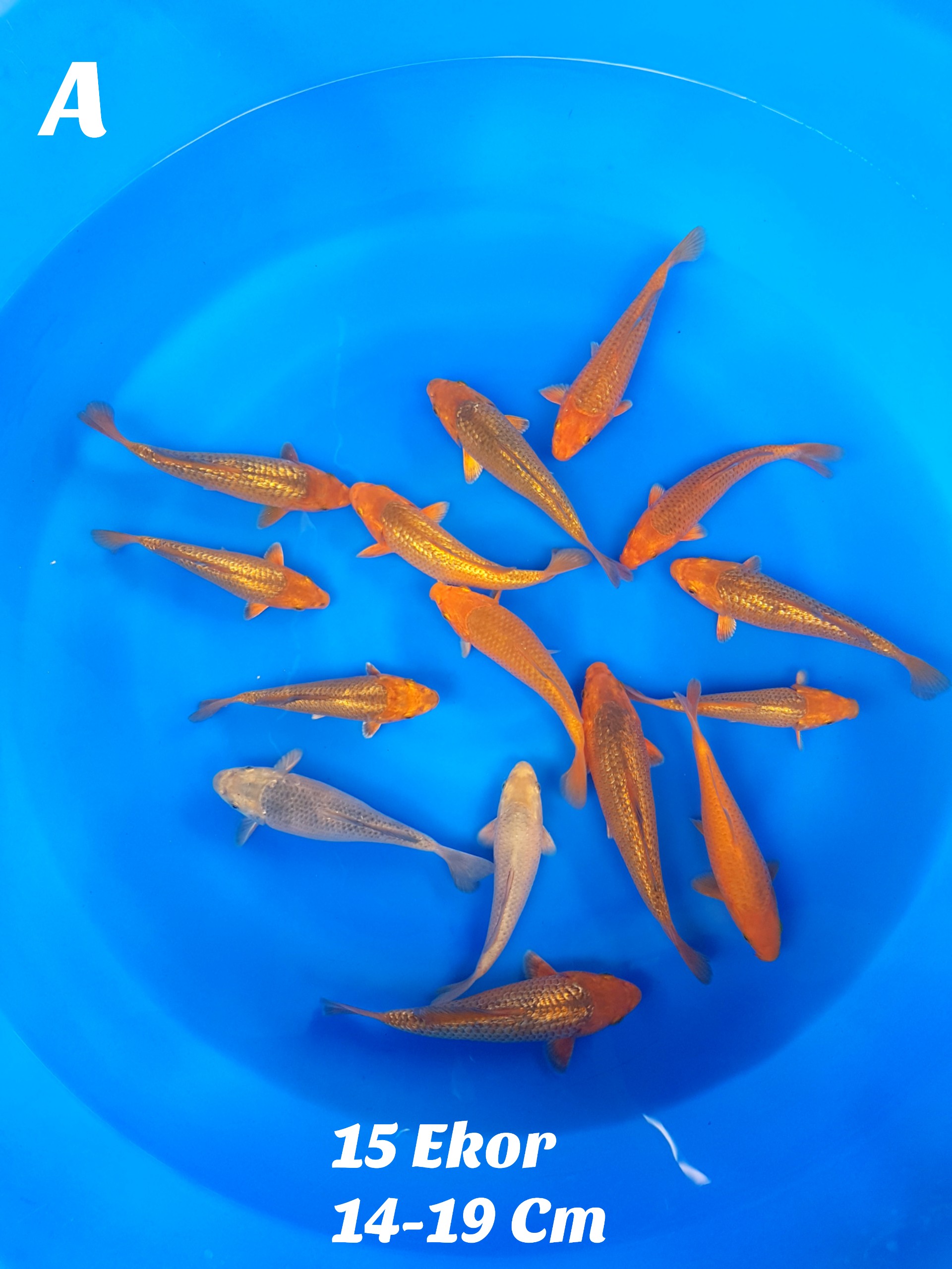 Lelang Koi Online, Jual Beli Ikan Koi, Pusat Jual Beli Koi, Info Lelang Koi Hari Ini, Platform Jual Beli Koi, Jual Beli Ikan Koi Online, Marketplace Ikan Koi, Jual Koi Terbaik, Tempat Beli Koi Berkualitas, Pasar Ikan Koi Online Terpercaya, Penjual Ikan Koi Terpercaya, Beli Koi Hias Online, Ikan Koi untuk Dijual, Koi Kualitas Terbaik, Toko Online Ikan Koi, Koi Hias Untuk Dijual, Jual Beli Ikan Koi Lokal, Koi Indonesia Online, Pusat Jual Beli Koi Terbesar