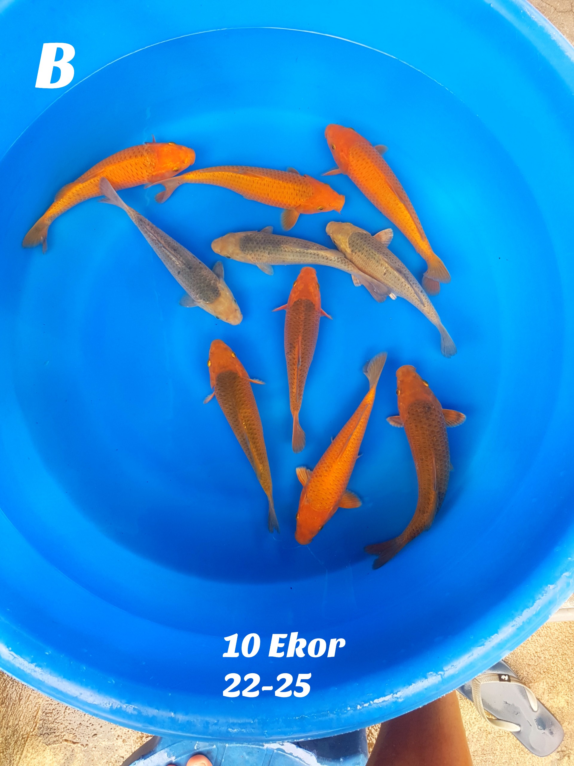 Lelang Koi Online, Jual Beli Ikan Koi, Pusat Jual Beli Koi, Info Lelang Koi Hari Ini, Platform Jual Beli Koi, Jual Beli Ikan Koi Online, Marketplace Ikan Koi, Jual Koi Terbaik, Tempat Beli Koi Berkualitas, Pasar Ikan Koi Online Terpercaya, Penjual Ikan Koi Terpercaya, Beli Koi Hias Online, Ikan Koi untuk Dijual, Koi Kualitas Terbaik, Toko Online Ikan Koi, Koi Hias Untuk Dijual, Jual Beli Ikan Koi Lokal, Koi Indonesia Online, Pusat Jual Beli Koi Terbesar