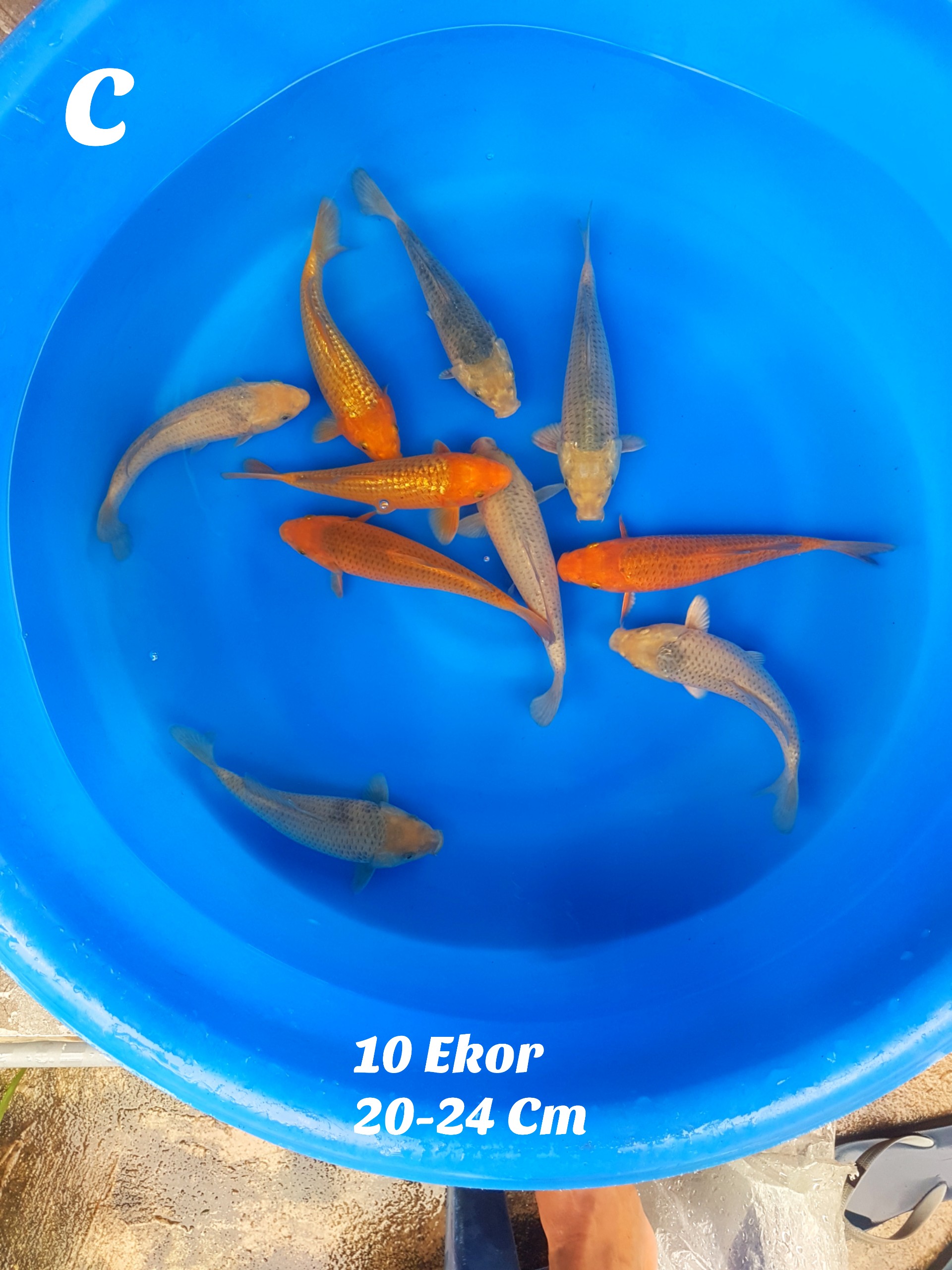 Lelang Koi Online, Jual Beli Ikan Koi, Pusat Jual Beli Koi, Info Lelang Koi Hari Ini, Platform Jual Beli Koi, Jual Beli Ikan Koi Online, Marketplace Ikan Koi, Jual Koi Terbaik, Tempat Beli Koi Berkualitas, Pasar Ikan Koi Online Terpercaya, Penjual Ikan Koi Terpercaya, Beli Koi Hias Online, Ikan Koi untuk Dijual, Koi Kualitas Terbaik, Toko Online Ikan Koi, Koi Hias Untuk Dijual, Jual Beli Ikan Koi Lokal, Koi Indonesia Online, Pusat Jual Beli Koi Terbesar