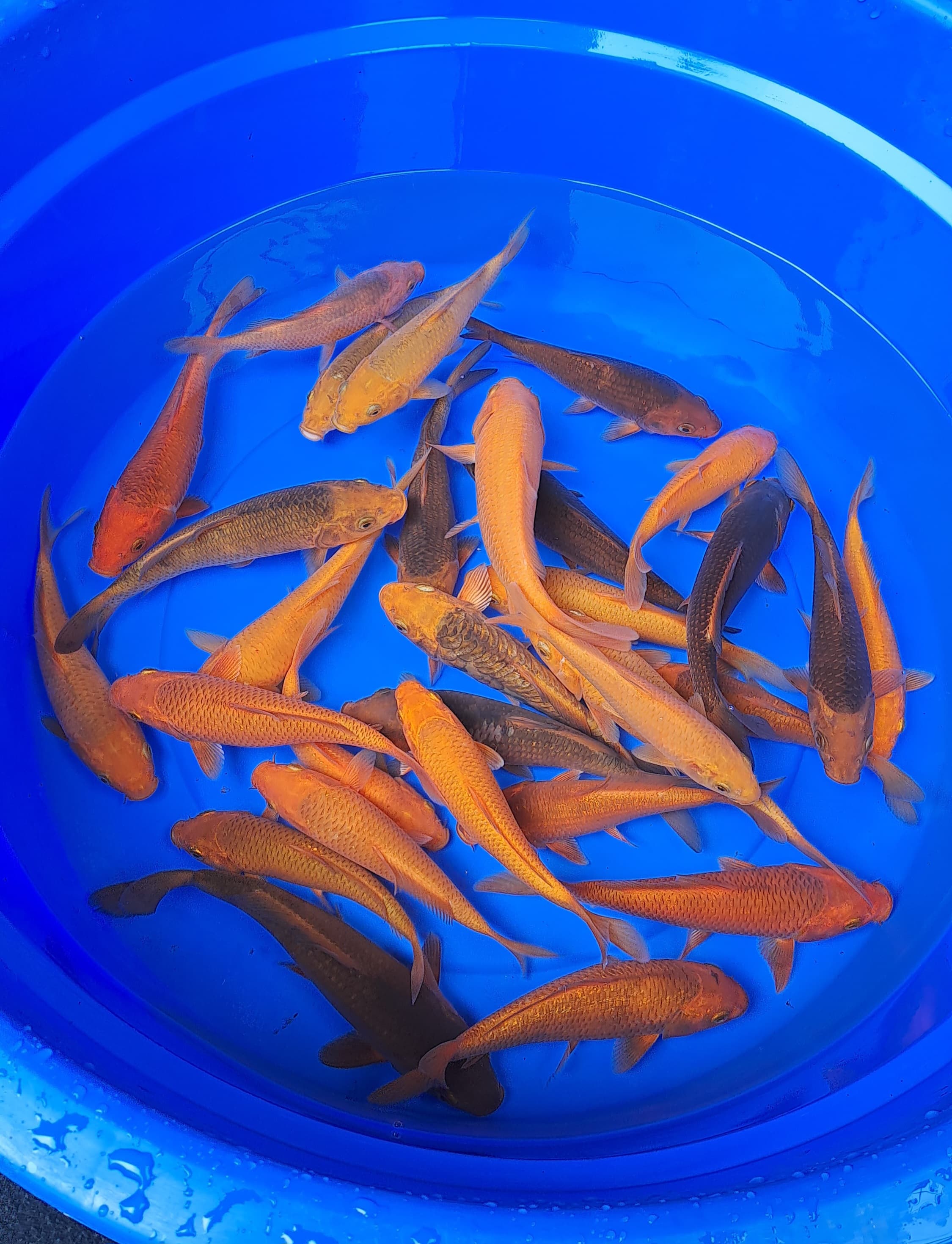 Lelang Koi Online, Jual Beli Ikan Koi, Pusat Jual Beli Koi, Info Lelang Koi Hari Ini, Platform Jual Beli Koi, Jual Beli Ikan Koi Online, Marketplace Ikan Koi, Jual Koi Terbaik, Tempat Beli Koi Berkualitas, Pasar Ikan Koi Online Terpercaya, Penjual Ikan Koi Terpercaya, Beli Koi Hias Online, Ikan Koi untuk Dijual, Koi Kualitas Terbaik, Toko Online Ikan Koi, Koi Hias Untuk Dijual, Jual Beli Ikan Koi Lokal, Koi Indonesia Online, Pusat Jual Beli Koi Terbesar