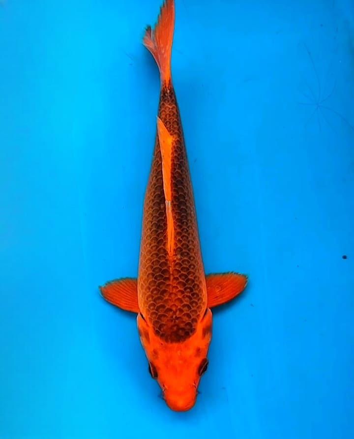 Lelang Koi Online, Jual Beli Ikan Koi, Pusat Jual Beli Koi, Info Lelang Koi Hari Ini, Platform Jual Beli Koi, Jual Beli Ikan Koi Online, Marketplace Ikan Koi, Jual Koi Terbaik, Tempat Beli Koi Berkualitas, Pasar Ikan Koi Online Terpercaya, Penjual Ikan Koi Terpercaya, Beli Koi Hias Online, Ikan Koi untuk Dijual, Koi Kualitas Terbaik, Toko Online Ikan Koi, Koi Hias Untuk Dijual, Jual Beli Ikan Koi Lokal, Koi Indonesia Online, Pusat Jual Beli Koi Terbesar