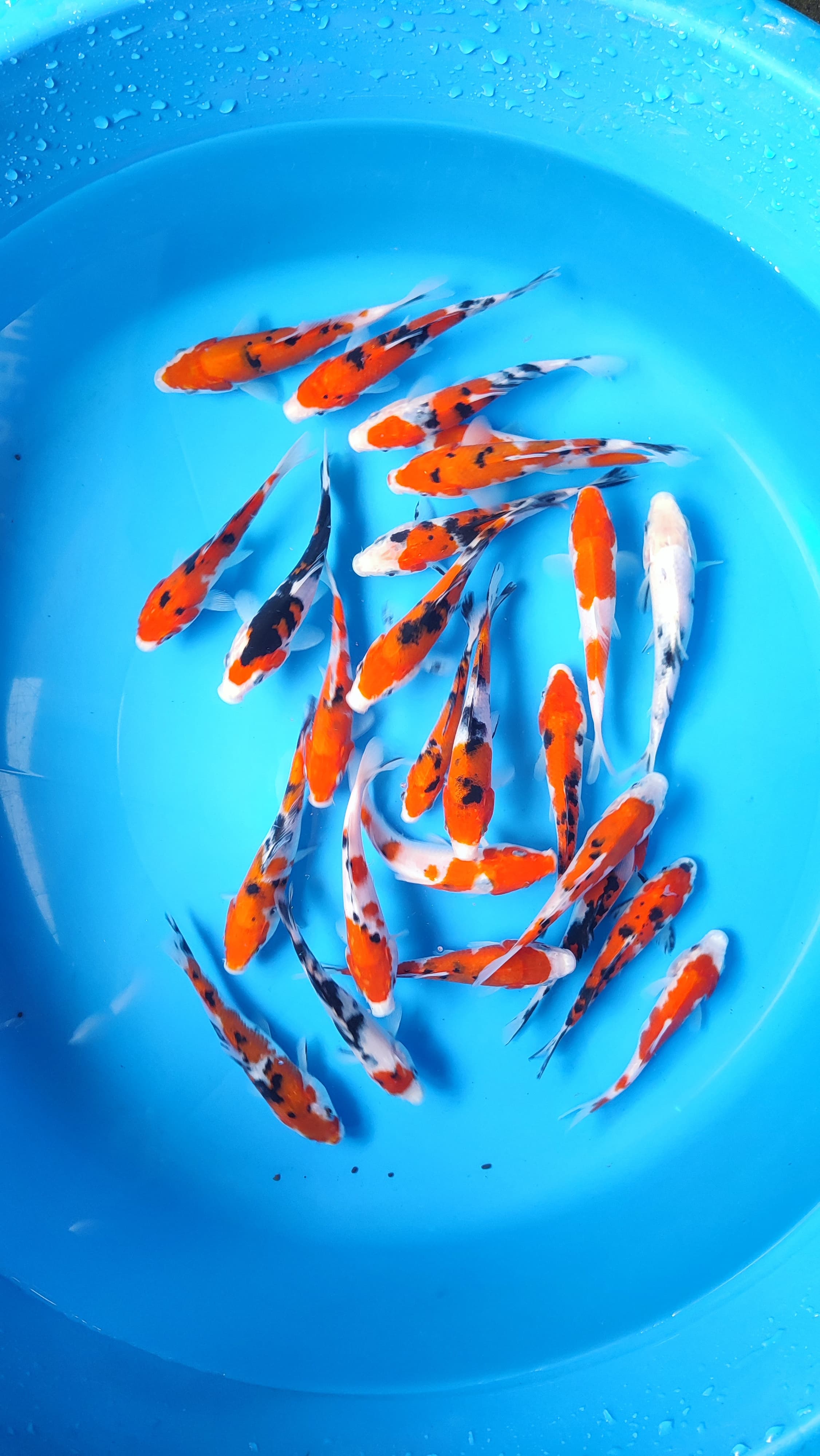 Lelang Koi Online, Jual Beli Ikan Koi, Pusat Jual Beli Koi, Info Lelang Koi Hari Ini, Platform Jual Beli Koi, Jual Beli Ikan Koi Online, Marketplace Ikan Koi, Jual Koi Terbaik, Tempat Beli Koi Berkualitas, Pasar Ikan Koi Online Terpercaya, Penjual Ikan Koi Terpercaya, Beli Koi Hias Online, Ikan Koi untuk Dijual, Koi Kualitas Terbaik, Toko Online Ikan Koi, Koi Hias Untuk Dijual, Jual Beli Ikan Koi Lokal, Koi Indonesia Online, Pusat Jual Beli Koi Terbesar