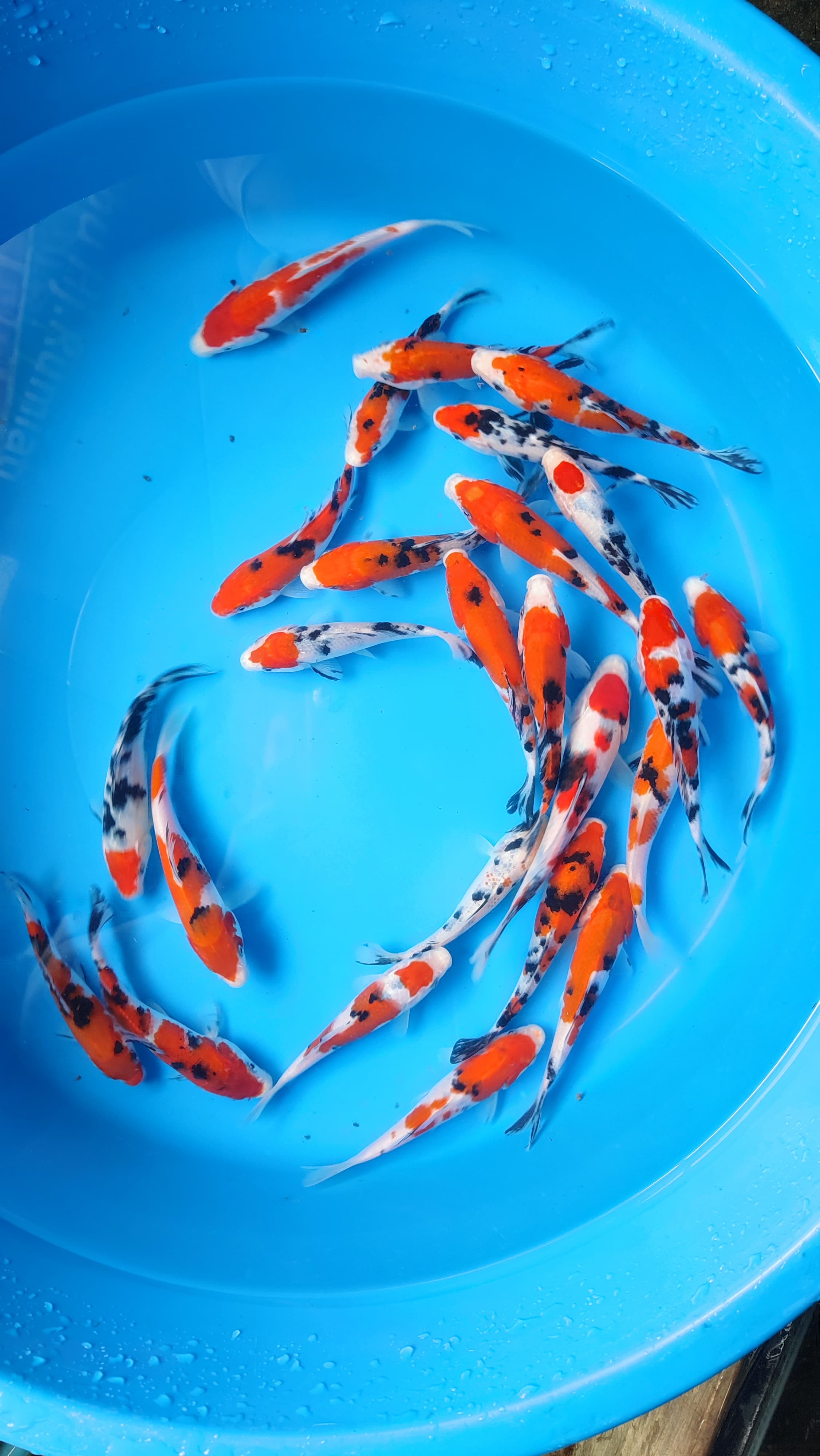 Lelang Koi Online, Jual Beli Ikan Koi, Pusat Jual Beli Koi, Info Lelang Koi Hari Ini, Platform Jual Beli Koi, Jual Beli Ikan Koi Online, Marketplace Ikan Koi, Jual Koi Terbaik, Tempat Beli Koi Berkualitas, Pasar Ikan Koi Online Terpercaya, Penjual Ikan Koi Terpercaya, Beli Koi Hias Online, Ikan Koi untuk Dijual, Koi Kualitas Terbaik, Toko Online Ikan Koi, Koi Hias Untuk Dijual, Jual Beli Ikan Koi Lokal, Koi Indonesia Online, Pusat Jual Beli Koi Terbesar