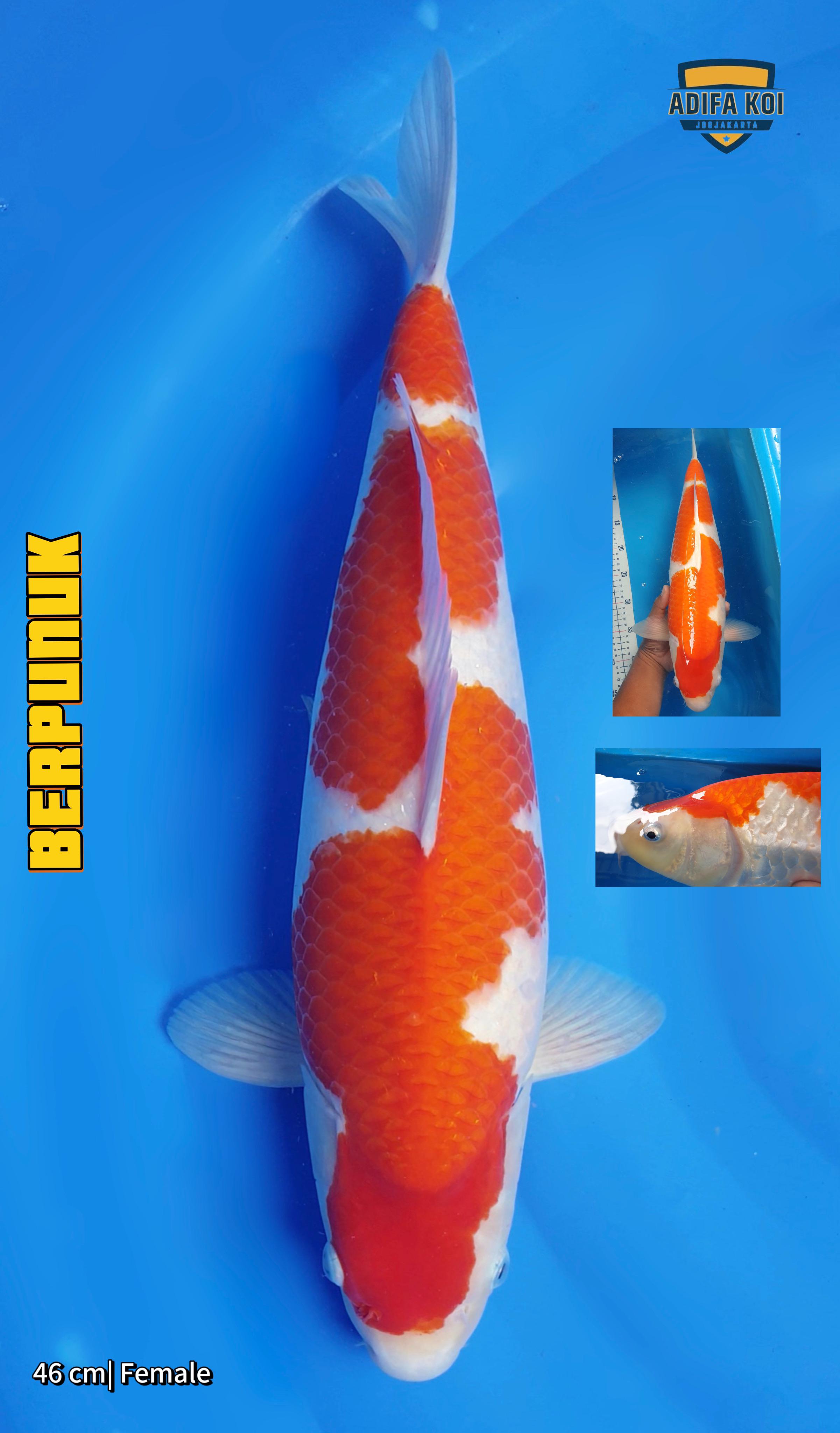 Lelang Koi Online, Jual Beli Ikan Koi, Pusat Jual Beli Koi, Info Lelang Koi Hari Ini, Platform Jual Beli Koi, Jual Beli Ikan Koi Online, Marketplace Ikan Koi, Jual Koi Terbaik, Tempat Beli Koi Berkualitas, Pasar Ikan Koi Online Terpercaya, Penjual Ikan Koi Terpercaya, Beli Koi Hias Online, Ikan Koi untuk Dijual, Koi Kualitas Terbaik, Toko Online Ikan Koi, Koi Hias Untuk Dijual, Jual Beli Ikan Koi Lokal, Koi Indonesia Online, Pusat Jual Beli Koi Terbesar