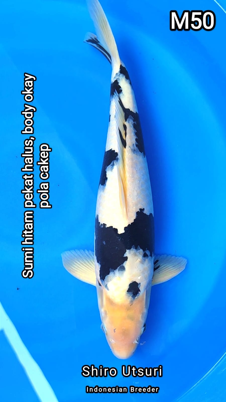 Lelang Koi Online, Jual Beli Ikan Koi, Pusat Jual Beli Koi, Info Lelang Koi Hari Ini, Platform Jual Beli Koi, Jual Beli Ikan Koi Online, Marketplace Ikan Koi, Jual Koi Terbaik, Tempat Beli Koi Berkualitas, Pasar Ikan Koi Online Terpercaya, Penjual Ikan Koi Terpercaya, Beli Koi Hias Online, Ikan Koi untuk Dijual, Koi Kualitas Terbaik, Toko Online Ikan Koi, Koi Hias Untuk Dijual, Jual Beli Ikan Koi Lokal, Koi Indonesia Online, Pusat Jual Beli Koi Terbesar