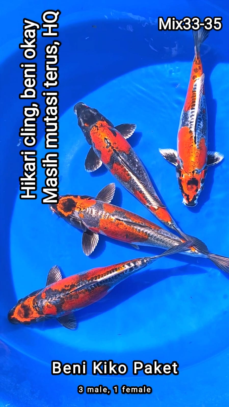 Lelang Koi Online, Jual Beli Ikan Koi, Pusat Jual Beli Koi, Info Lelang Koi Hari Ini, Platform Jual Beli Koi, Jual Beli Ikan Koi Online, Marketplace Ikan Koi, Jual Koi Terbaik, Tempat Beli Koi Berkualitas, Pasar Ikan Koi Online Terpercaya, Penjual Ikan Koi Terpercaya, Beli Koi Hias Online, Ikan Koi untuk Dijual, Koi Kualitas Terbaik, Toko Online Ikan Koi, Koi Hias Untuk Dijual, Jual Beli Ikan Koi Lokal, Koi Indonesia Online, Pusat Jual Beli Koi Terbesar