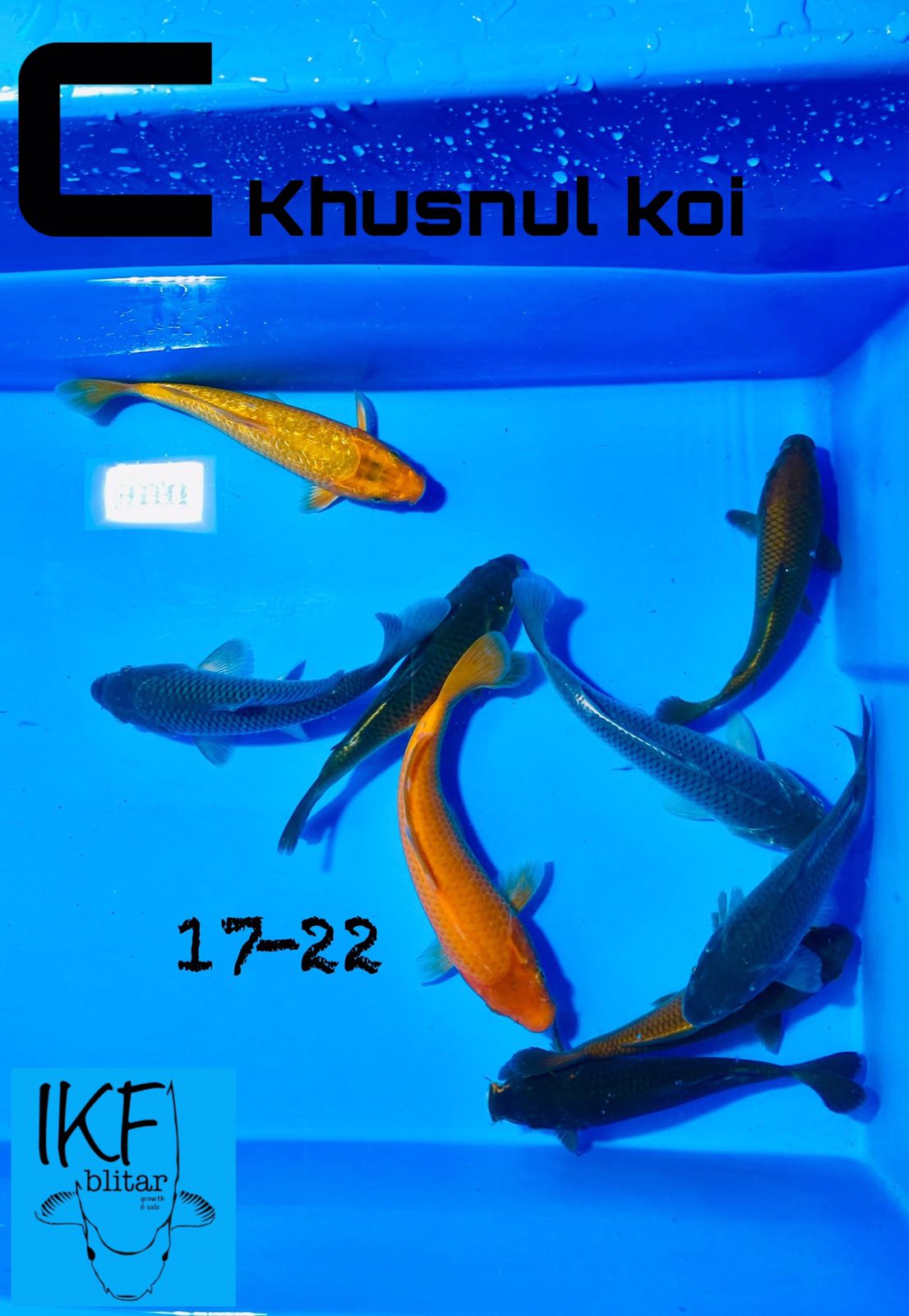 Lelang Koi Online, Jual Beli Ikan Koi, Pusat Jual Beli Koi, Info Lelang Koi Hari Ini, Platform Jual Beli Koi, Jual Beli Ikan Koi Online, Marketplace Ikan Koi, Jual Koi Terbaik, Tempat Beli Koi Berkualitas, Pasar Ikan Koi Online Terpercaya, Penjual Ikan Koi Terpercaya, Beli Koi Hias Online, Ikan Koi untuk Dijual, Koi Kualitas Terbaik, Toko Online Ikan Koi, Koi Hias Untuk Dijual, Jual Beli Ikan Koi Lokal, Koi Indonesia Online, Pusat Jual Beli Koi Terbesar