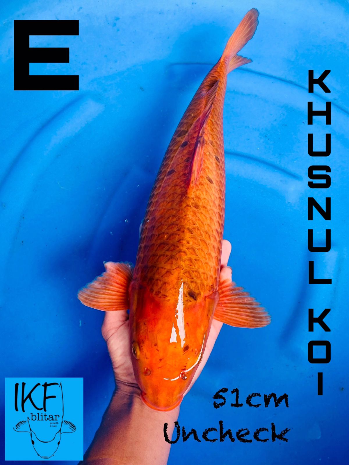 Lelang Koi Online, Jual Beli Ikan Koi, Pusat Jual Beli Koi, Info Lelang Koi Hari Ini, Platform Jual Beli Koi, Jual Beli Ikan Koi Online, Marketplace Ikan Koi, Jual Koi Terbaik, Tempat Beli Koi Berkualitas, Pasar Ikan Koi Online Terpercaya, Penjual Ikan Koi Terpercaya, Beli Koi Hias Online, Ikan Koi untuk Dijual, Koi Kualitas Terbaik, Toko Online Ikan Koi, Koi Hias Untuk Dijual, Jual Beli Ikan Koi Lokal, Koi Indonesia Online, Pusat Jual Beli Koi Terbesar