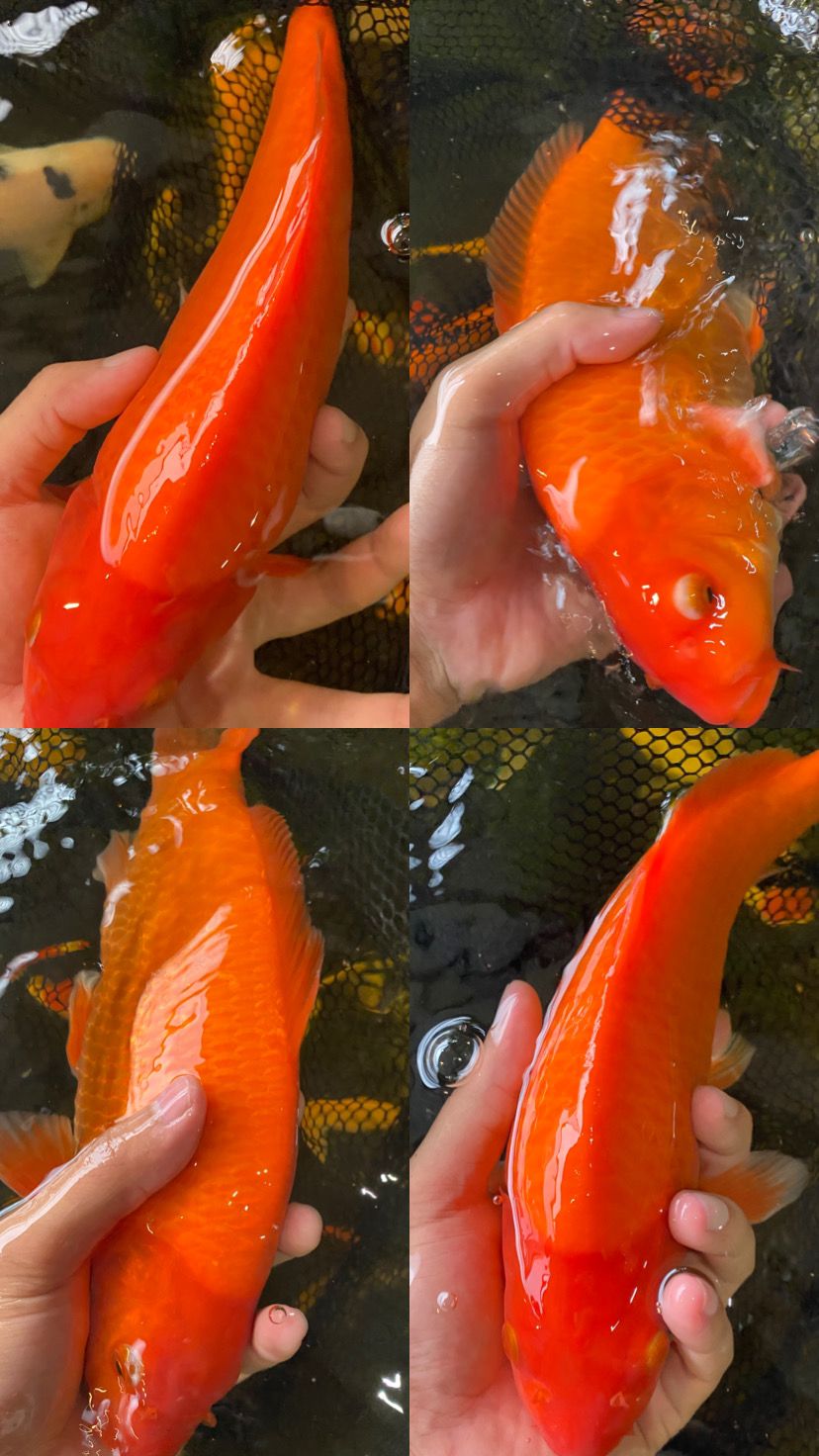 Lelang Koi Online, Jual Beli Ikan Koi, Pusat Jual Beli Koi, Info Lelang Koi Hari Ini, Platform Jual Beli Koi, Jual Beli Ikan Koi Online, Marketplace Ikan Koi, Jual Koi Terbaik, Tempat Beli Koi Berkualitas, Pasar Ikan Koi Online Terpercaya, Penjual Ikan Koi Terpercaya, Beli Koi Hias Online, Ikan Koi untuk Dijual, Koi Kualitas Terbaik, Toko Online Ikan Koi, Koi Hias Untuk Dijual, Jual Beli Ikan Koi Lokal, Koi Indonesia Online, Pusat Jual Beli Koi Terbesar