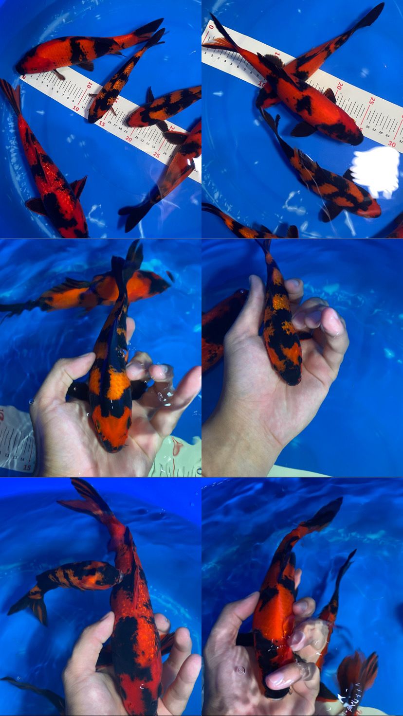 Lelang Koi Online, Jual Beli Ikan Koi, Pusat Jual Beli Koi, Info Lelang Koi Hari Ini, Platform Jual Beli Koi, Jual Beli Ikan Koi Online, Marketplace Ikan Koi, Jual Koi Terbaik, Tempat Beli Koi Berkualitas, Pasar Ikan Koi Online Terpercaya, Penjual Ikan Koi Terpercaya, Beli Koi Hias Online, Ikan Koi untuk Dijual, Koi Kualitas Terbaik, Toko Online Ikan Koi, Koi Hias Untuk Dijual, Jual Beli Ikan Koi Lokal, Koi Indonesia Online, Pusat Jual Beli Koi Terbesar