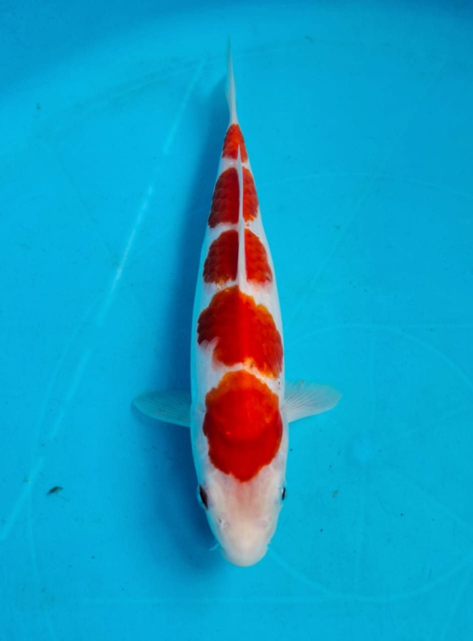 Lelang Koi Online, Jual Beli Ikan Koi, Pusat Jual Beli Koi, Info Lelang Koi Hari Ini, Platform Jual Beli Koi, Jual Beli Ikan Koi Online, Marketplace Ikan Koi, Jual Koi Terbaik, Tempat Beli Koi Berkualitas, Pasar Ikan Koi Online Terpercaya, Penjual Ikan Koi Terpercaya, Beli Koi Hias Online, Ikan Koi untuk Dijual, Koi Kualitas Terbaik, Toko Online Ikan Koi, Koi Hias Untuk Dijual, Jual Beli Ikan Koi Lokal, Koi Indonesia Online, Pusat Jual Beli Koi Terbesar