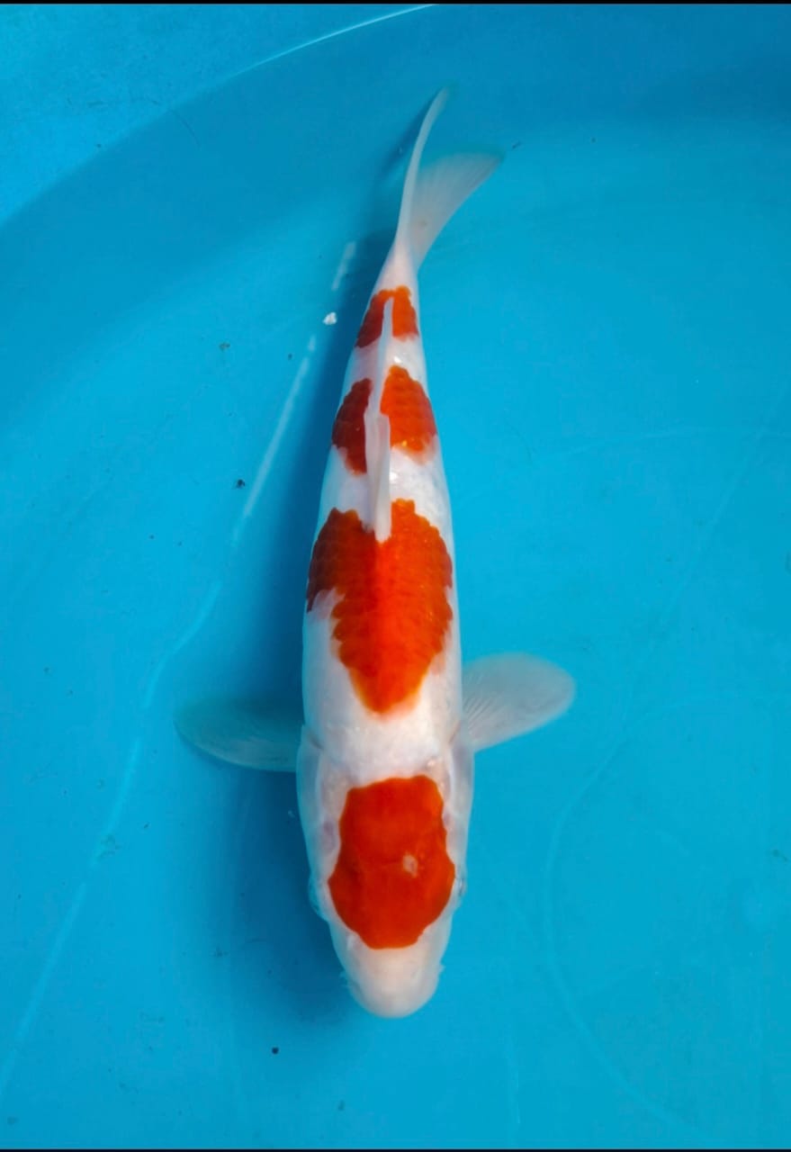 Lelang Koi Online, Jual Beli Ikan Koi, Pusat Jual Beli Koi, Info Lelang Koi Hari Ini, Platform Jual Beli Koi, Jual Beli Ikan Koi Online, Marketplace Ikan Koi, Jual Koi Terbaik, Tempat Beli Koi Berkualitas, Pasar Ikan Koi Online Terpercaya, Penjual Ikan Koi Terpercaya, Beli Koi Hias Online, Ikan Koi untuk Dijual, Koi Kualitas Terbaik, Toko Online Ikan Koi, Koi Hias Untuk Dijual, Jual Beli Ikan Koi Lokal, Koi Indonesia Online, Pusat Jual Beli Koi Terbesar