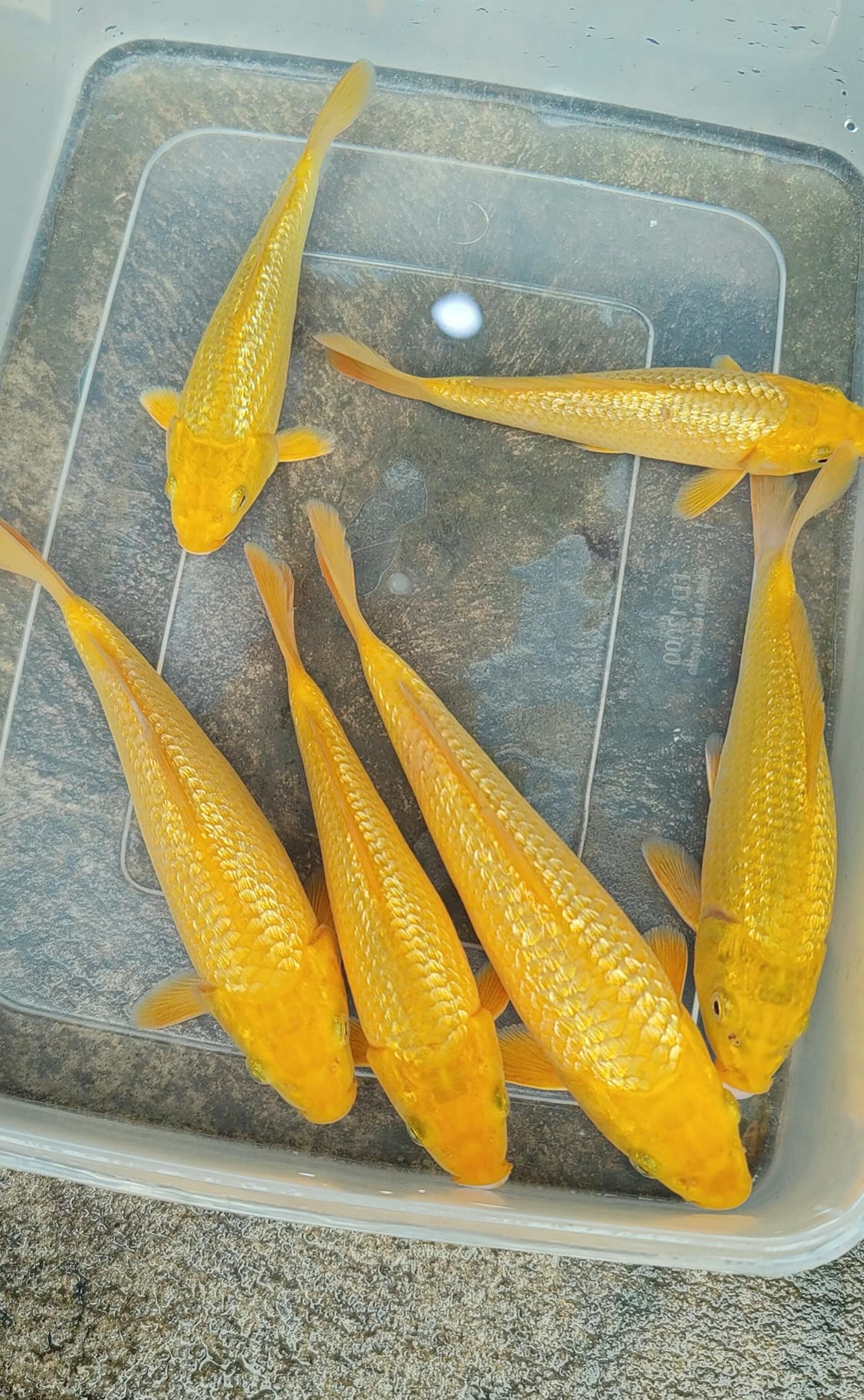 Lelang Koi Online, Jual Beli Ikan Koi, Pusat Jual Beli Koi, Info Lelang Koi Hari Ini, Platform Jual Beli Koi, Jual Beli Ikan Koi Online, Marketplace Ikan Koi, Jual Koi Terbaik, Tempat Beli Koi Berkualitas, Pasar Ikan Koi Online Terpercaya, Penjual Ikan Koi Terpercaya, Beli Koi Hias Online, Ikan Koi untuk Dijual, Koi Kualitas Terbaik, Toko Online Ikan Koi, Koi Hias Untuk Dijual, Jual Beli Ikan Koi Lokal, Koi Indonesia Online, Pusat Jual Beli Koi Terbesar