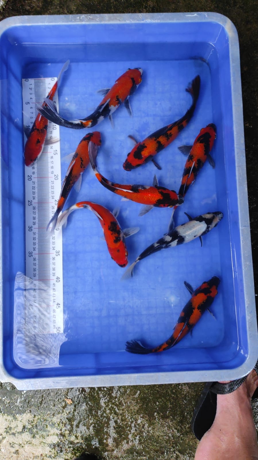 Lelang Koi Online, Jual Beli Ikan Koi, Pusat Jual Beli Koi, Info Lelang Koi Hari Ini, Platform Jual Beli Koi, Jual Beli Ikan Koi Online, Marketplace Ikan Koi, Jual Koi Terbaik, Tempat Beli Koi Berkualitas, Pasar Ikan Koi Online Terpercaya, Penjual Ikan Koi Terpercaya, Beli Koi Hias Online, Ikan Koi untuk Dijual, Koi Kualitas Terbaik, Toko Online Ikan Koi, Koi Hias Untuk Dijual, Jual Beli Ikan Koi Lokal, Koi Indonesia Online, Pusat Jual Beli Koi Terbesar